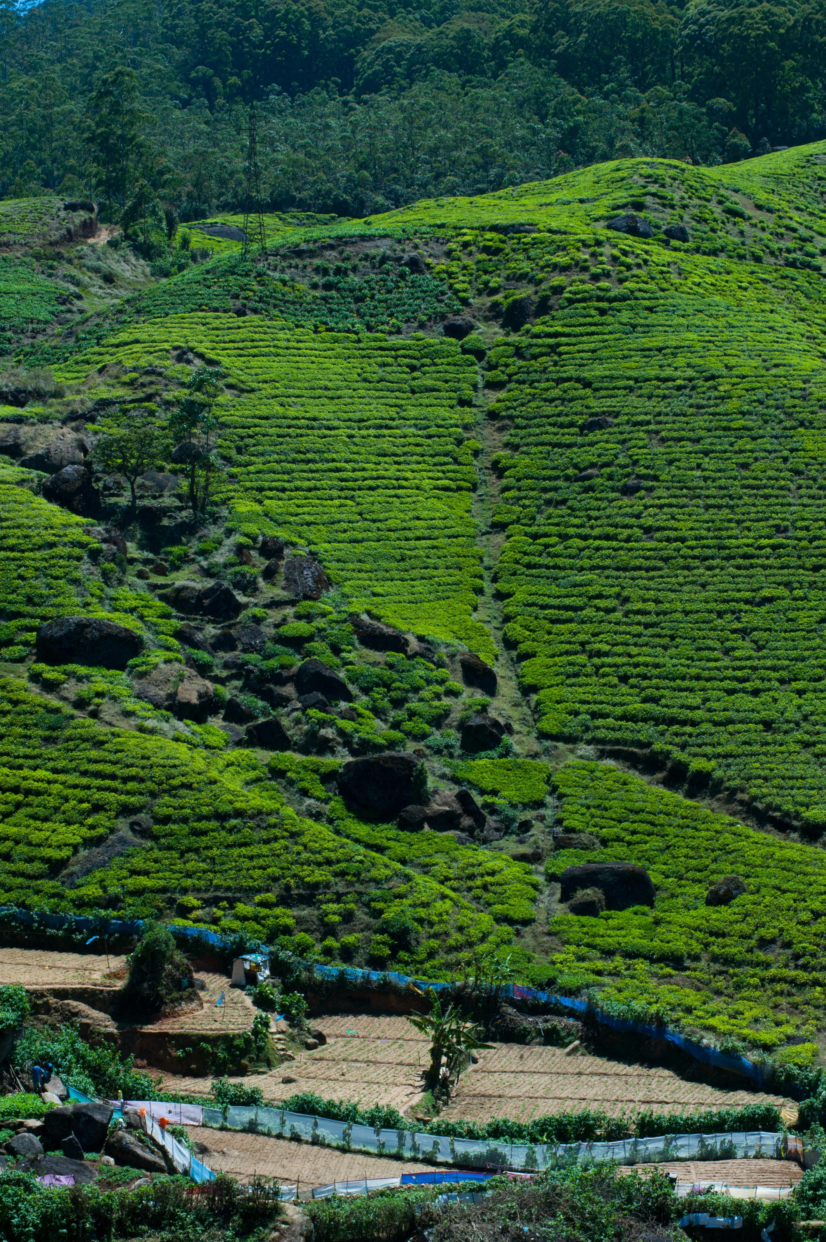 7-Day Sri Lanka Highlights: Culture, Wildlife & Coast