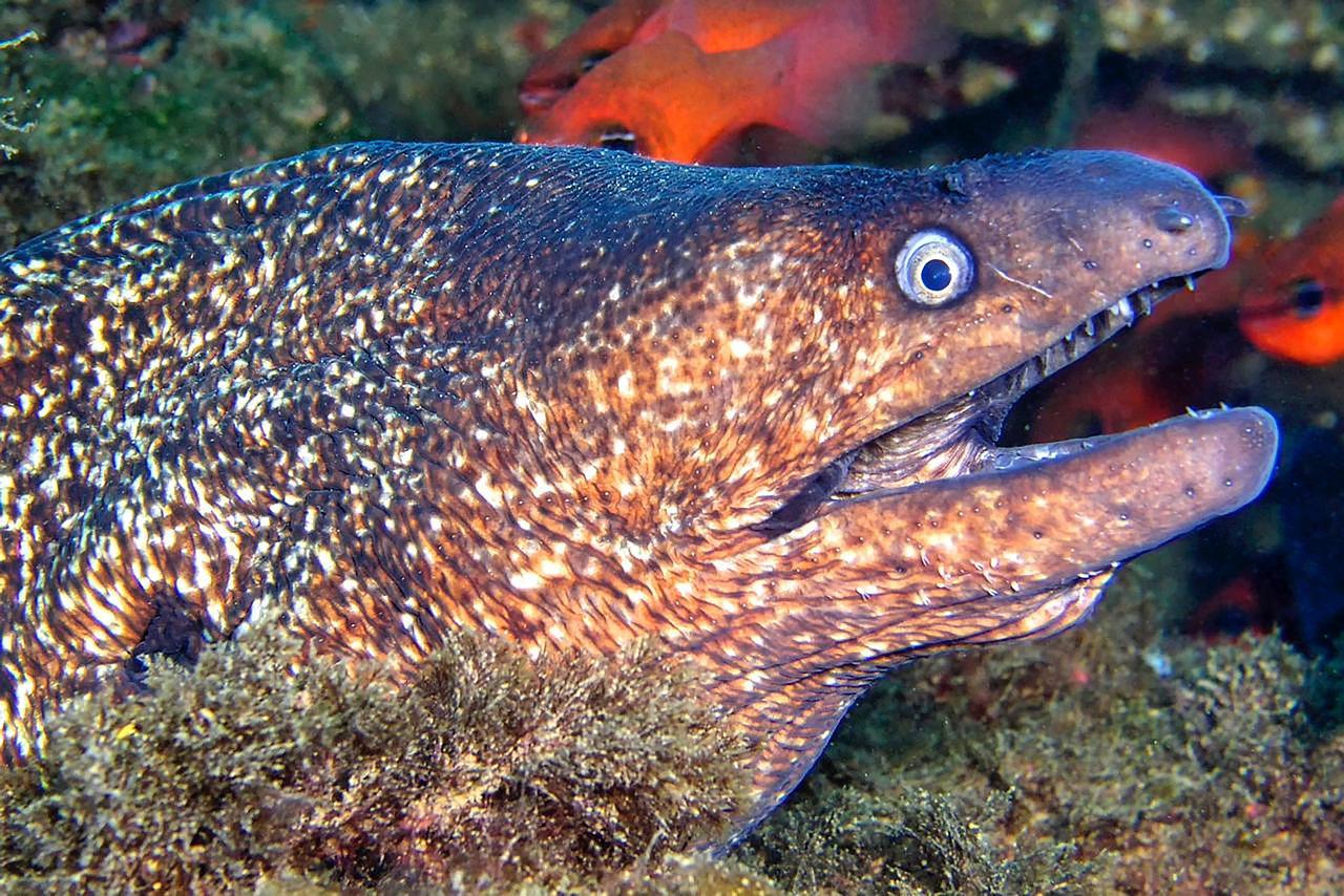 Sharm el-Sheikh: White Island & Ras Mohamed National Park Snorkeling Day Trip