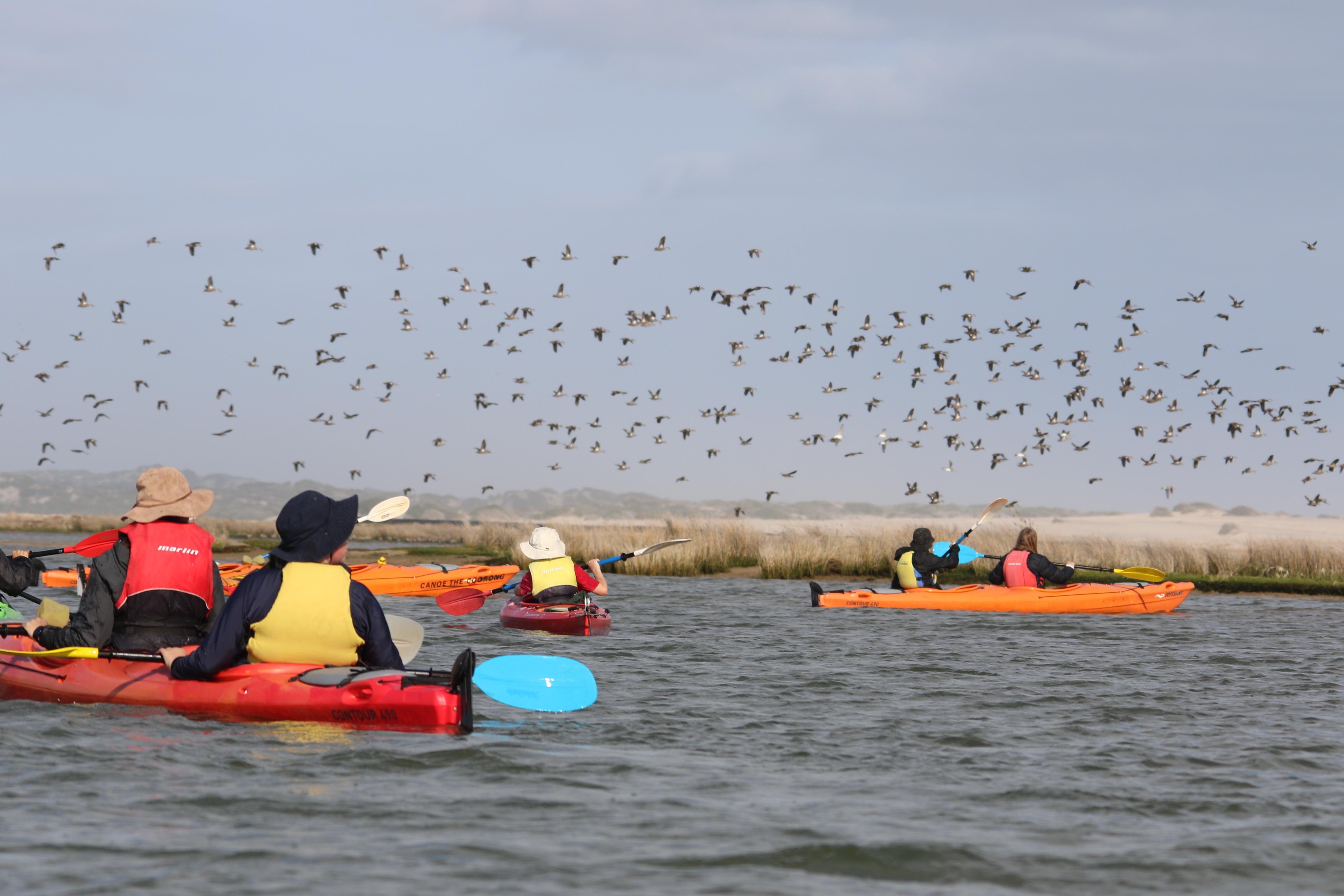 Hindmarsh Island Guided Kayak Adventure with Cockle Hunt