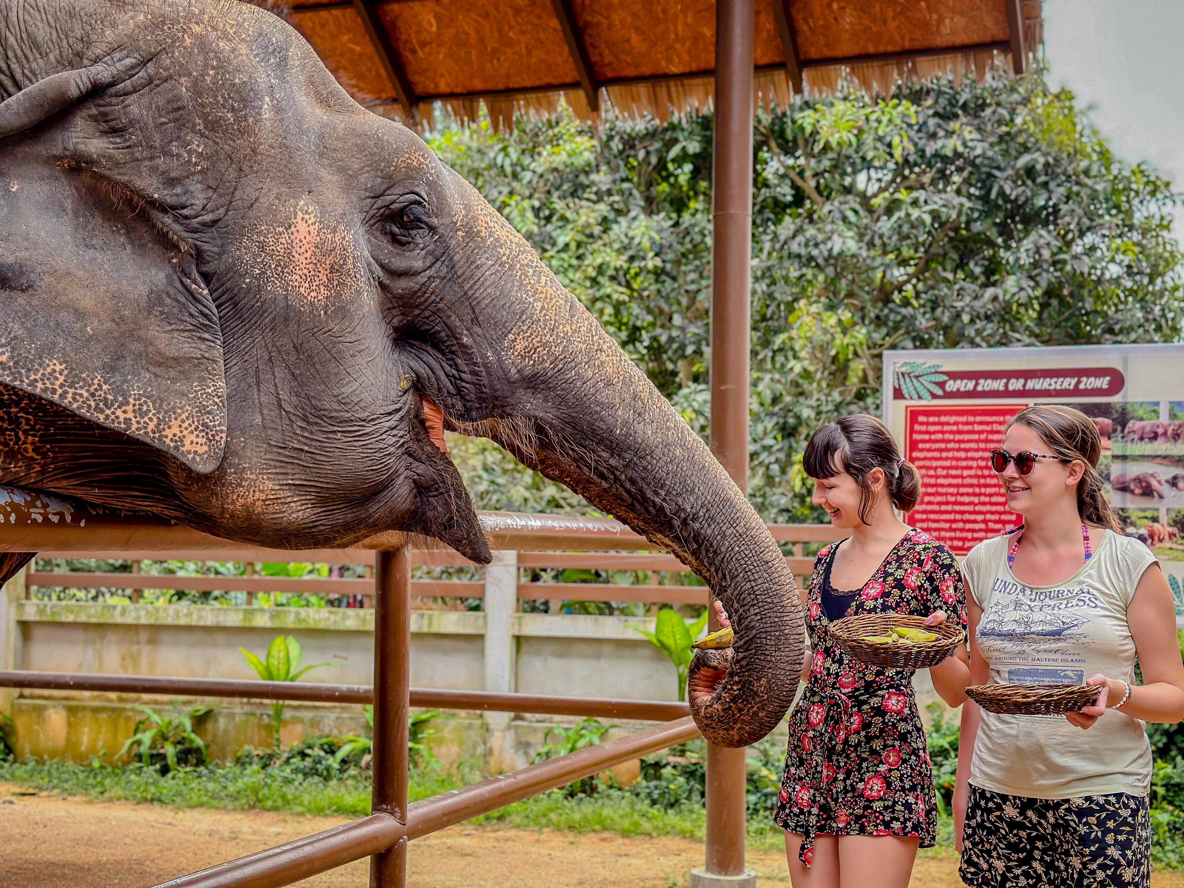 Samui: Ethical Elephant Care & Nutrition Workshop