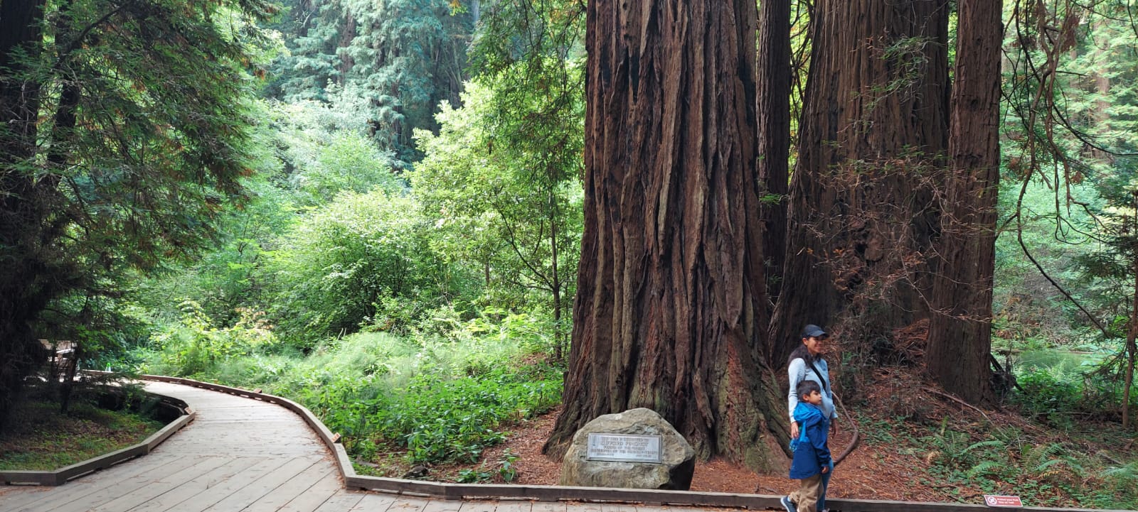 Muir Woods, Sausalito, and Exclusive Alcatraz Night Tour