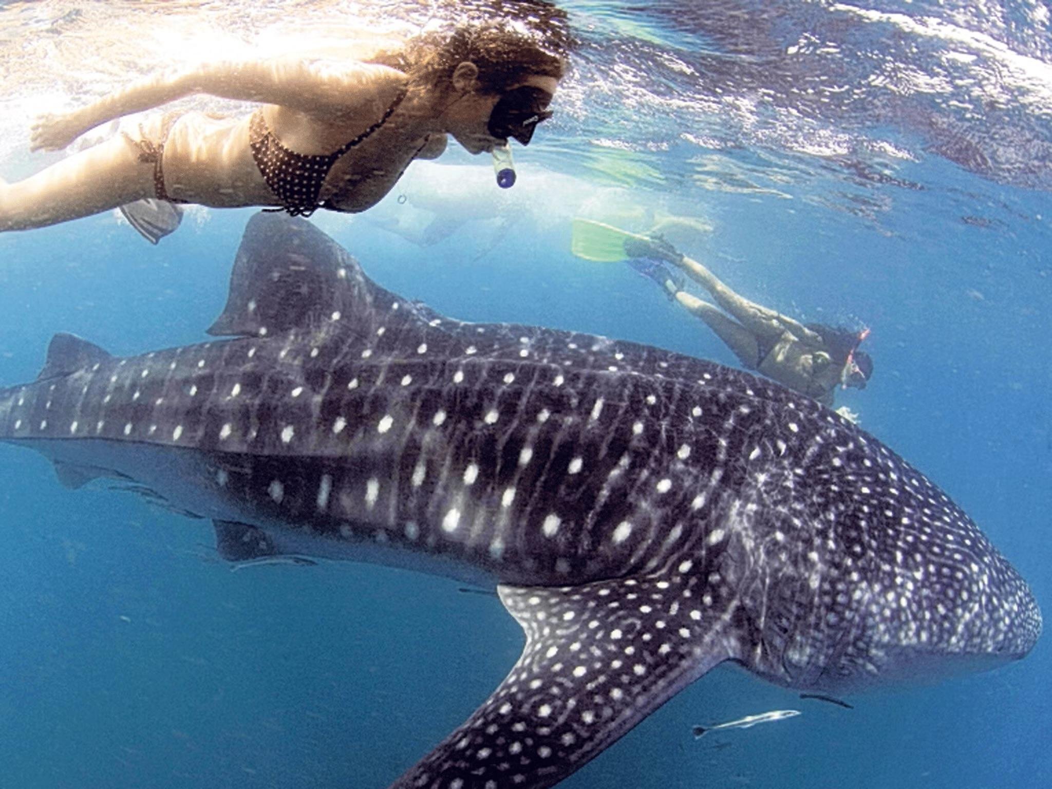 Donsol Whale Shark Encounter Day Trip