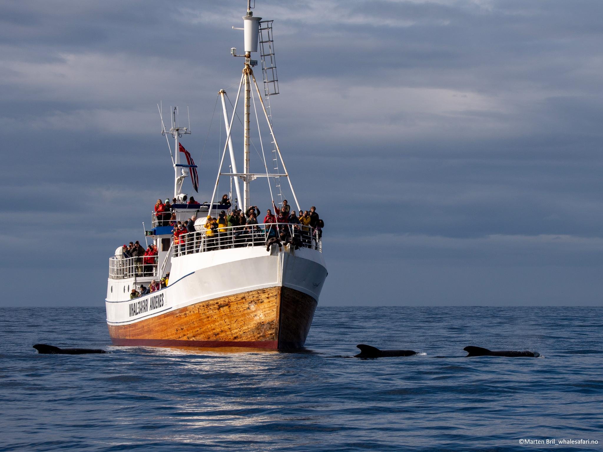 Andenes Ocean Safari: Whale Watching & Exhibition Access
