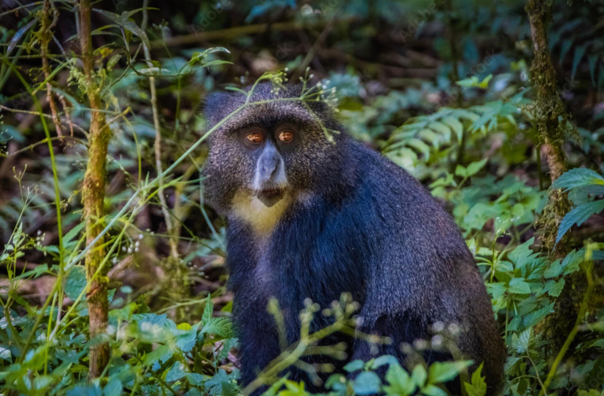 Kilimanjaro Rainforest Day Hike via Marangu Route