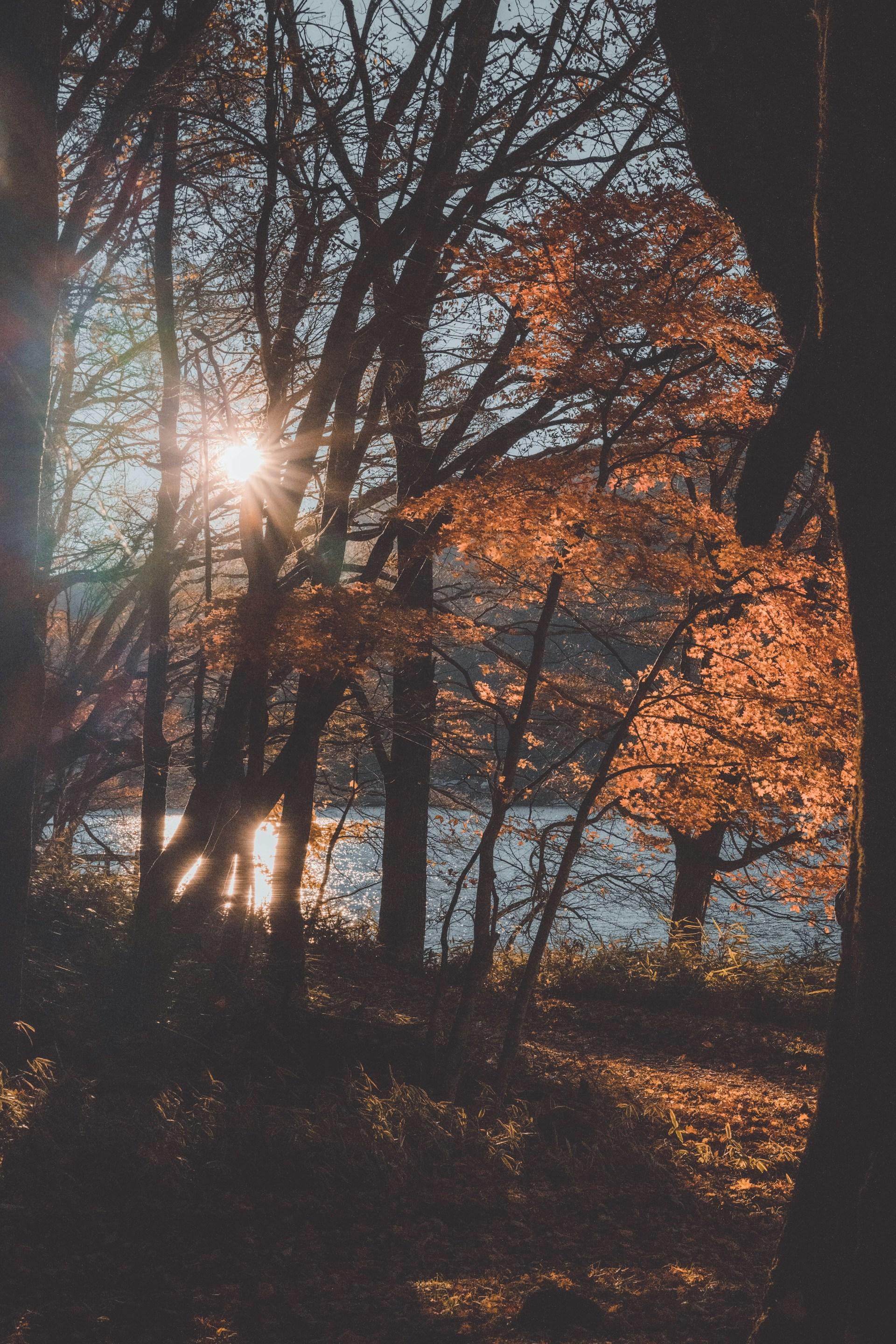 Tokyo to Nikko: Private Luxury Day Trip to UNESCO World Heritage Sites