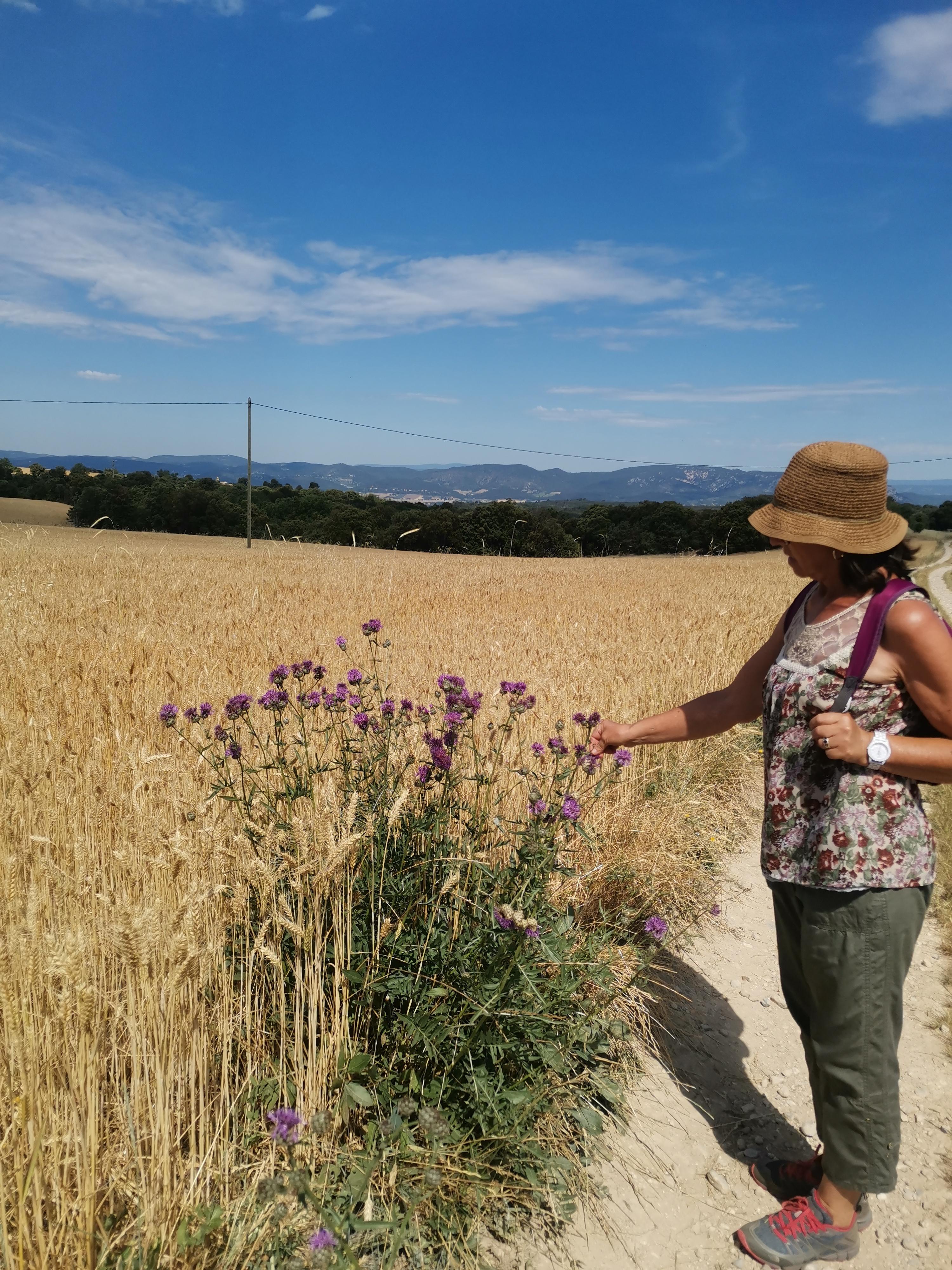 Valensole lavender fields in Provence — guided lavender tour photo 7