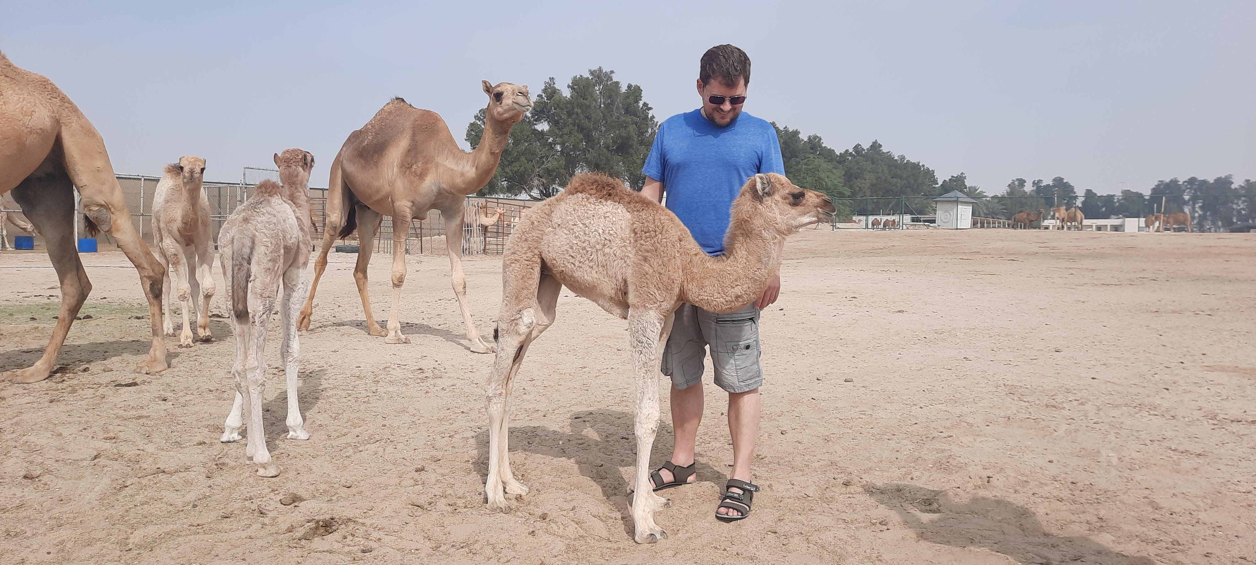 Bahrain Desert Discovery Half-Day Tour
