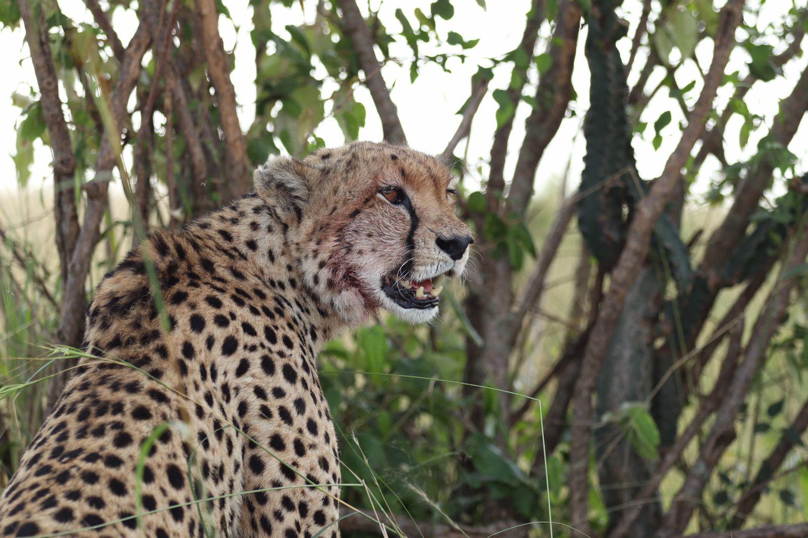 3-Day Masai Mara Safari Adventure from Nairobi
