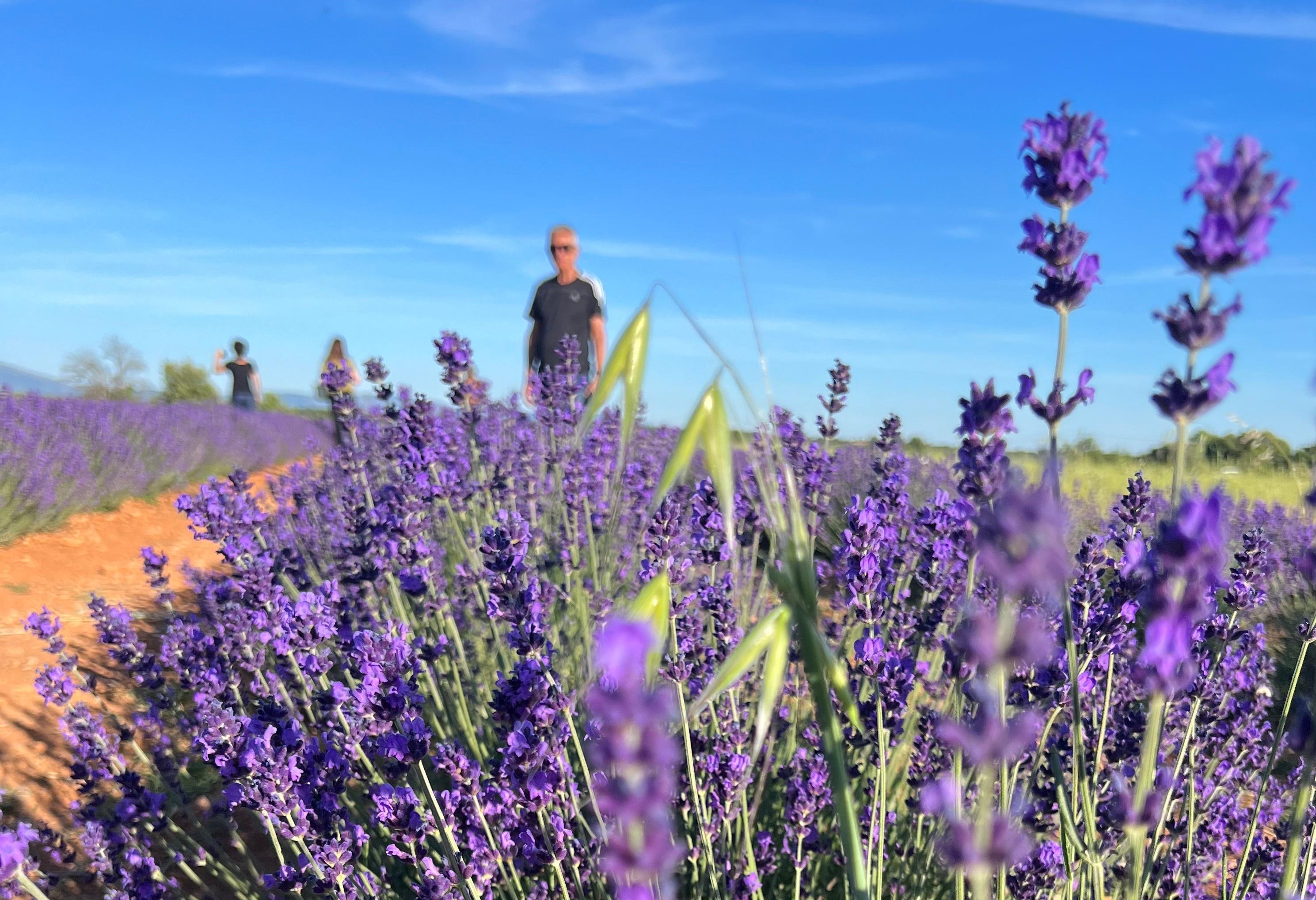 Valensole lavender fields in Provence — guided lavender tour photo 1