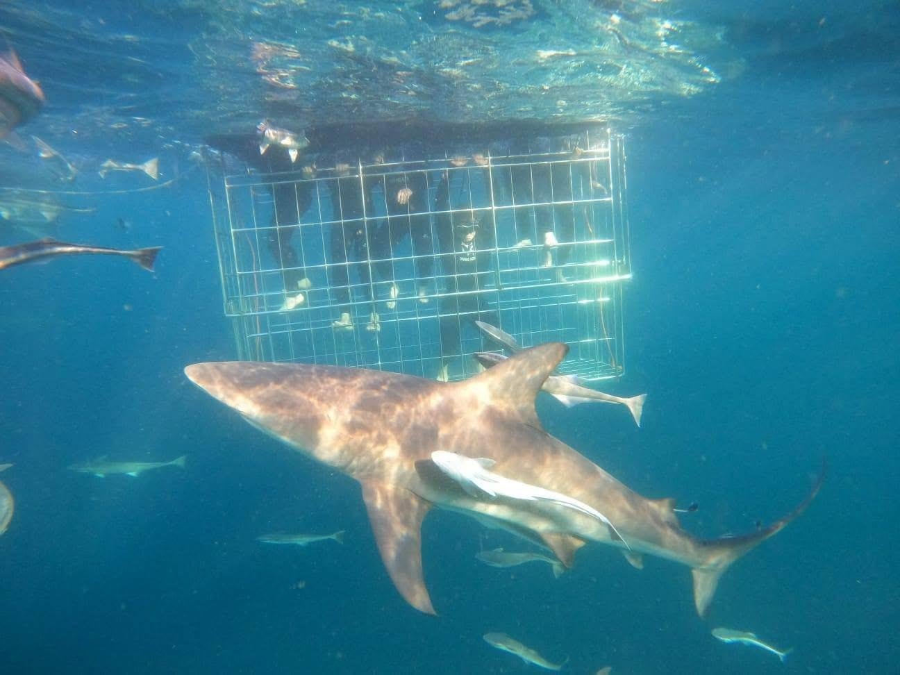 Cape Town Shark Cage Diving with Lunch & Transport