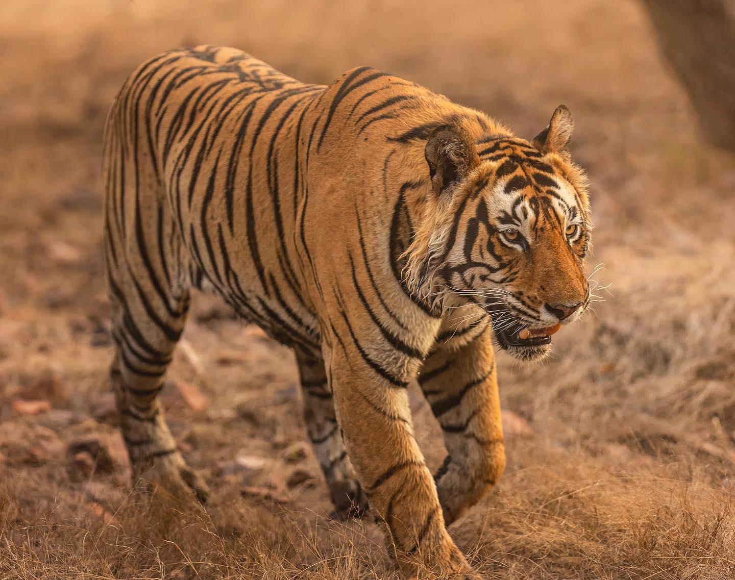 Ranthambore National Park: Wildlife Safari Adventure