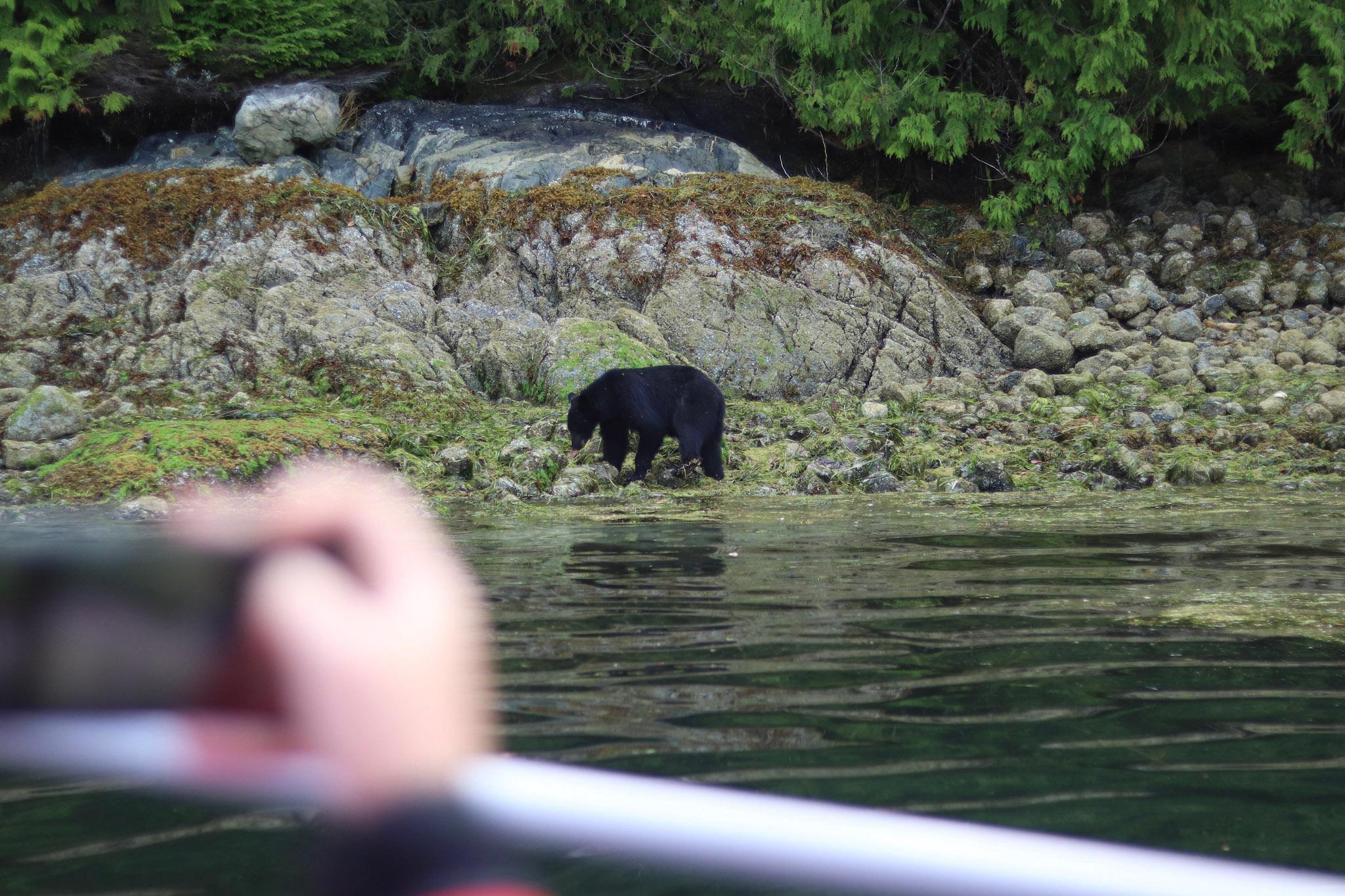 Tofino: Bear Watching Boat Tour with Nature Guide