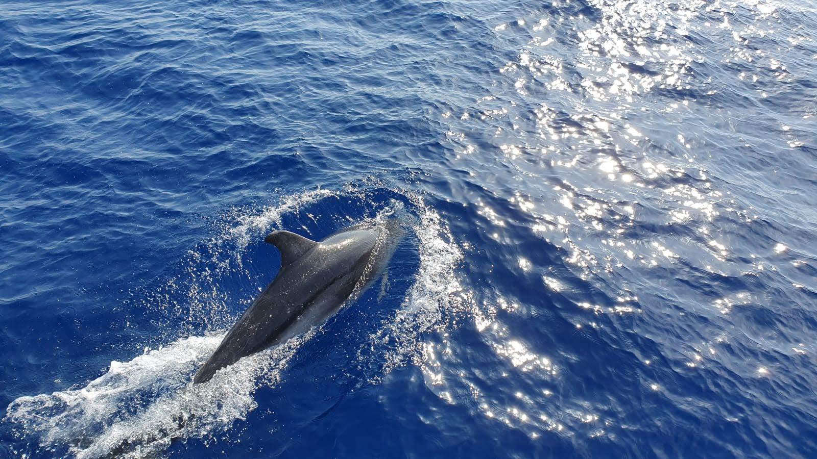 Glass-Bottom Boat Dolphin Safari