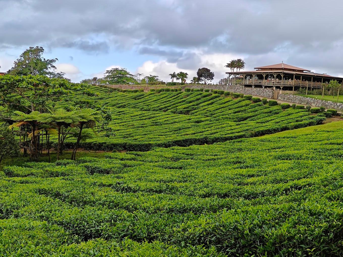 Southern Mauritius Tea Estate, Craft Workshop & Wildlife Park Tour