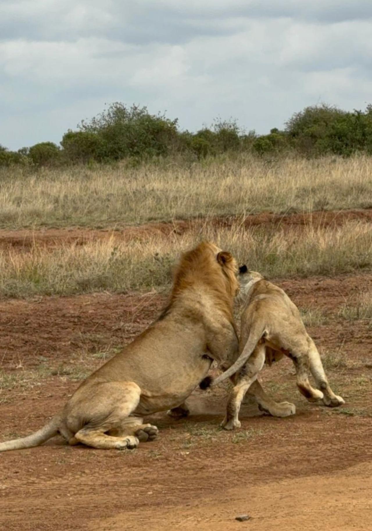 Nairobi National Park Half-Day Wildlife Safari