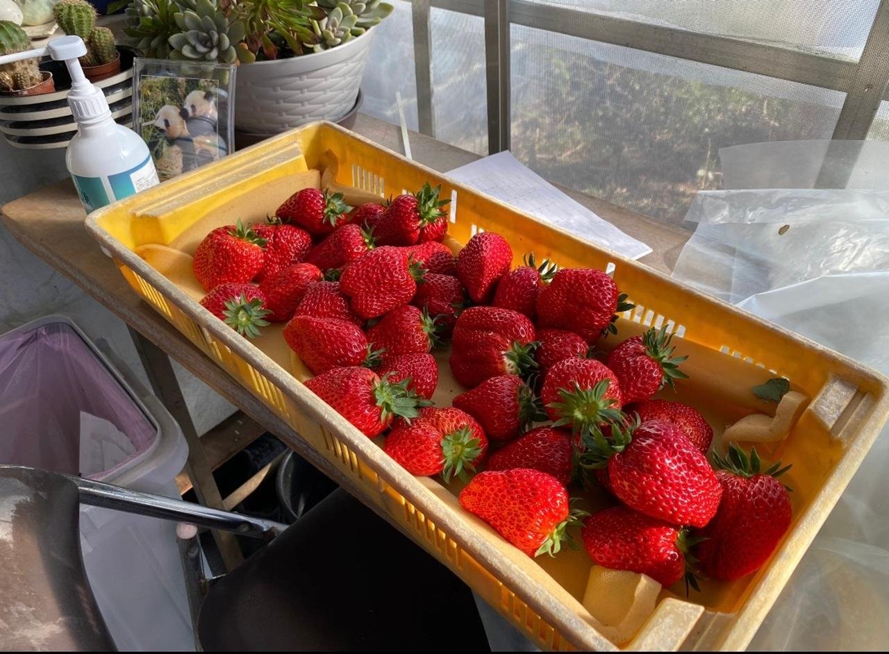 Mt. Fuji Seasonal Discovery: Fruit Picking & Scenic Train Day Tour