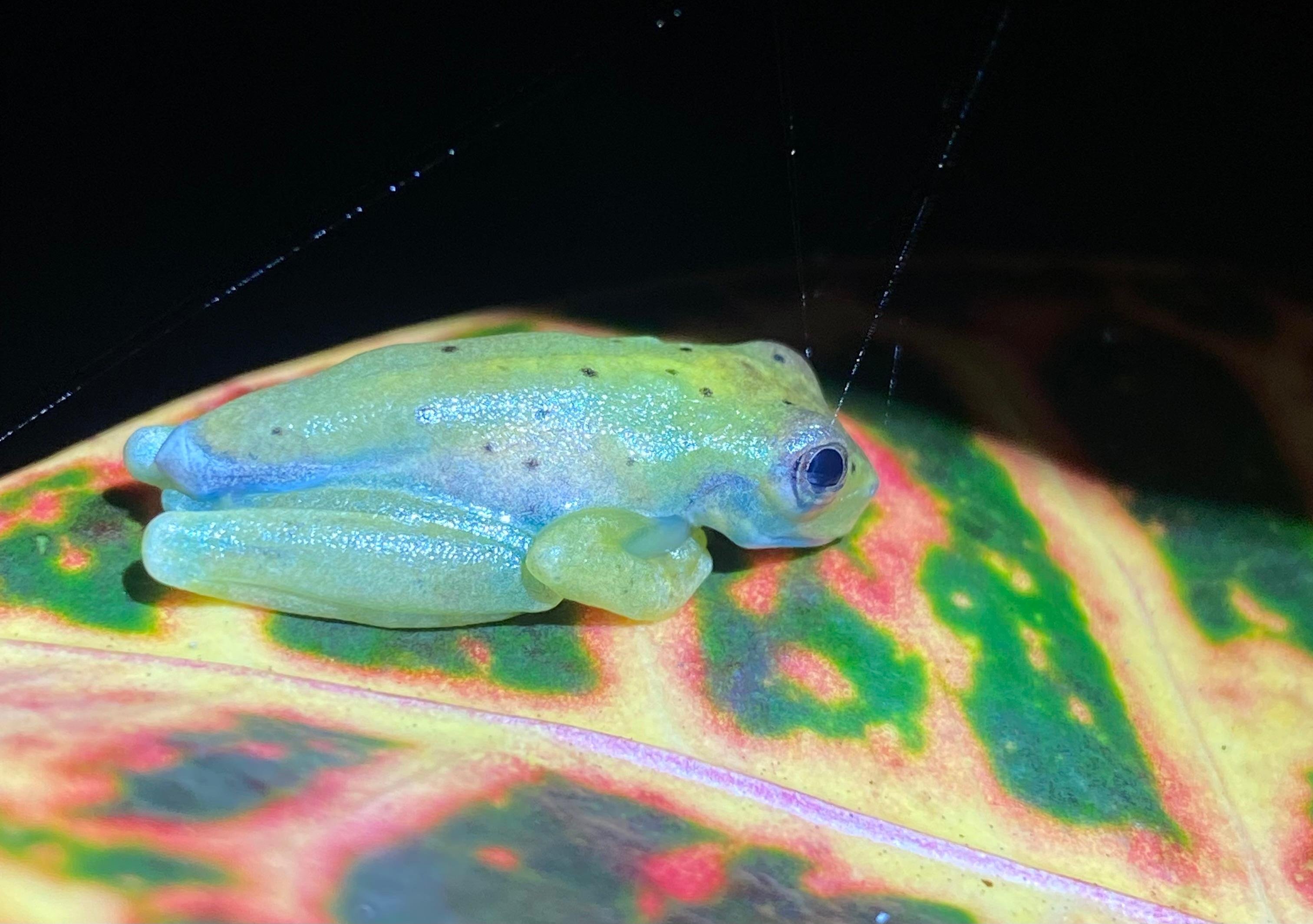 Manuel Antonio Night Wildlife Walk with Expert Naturalist