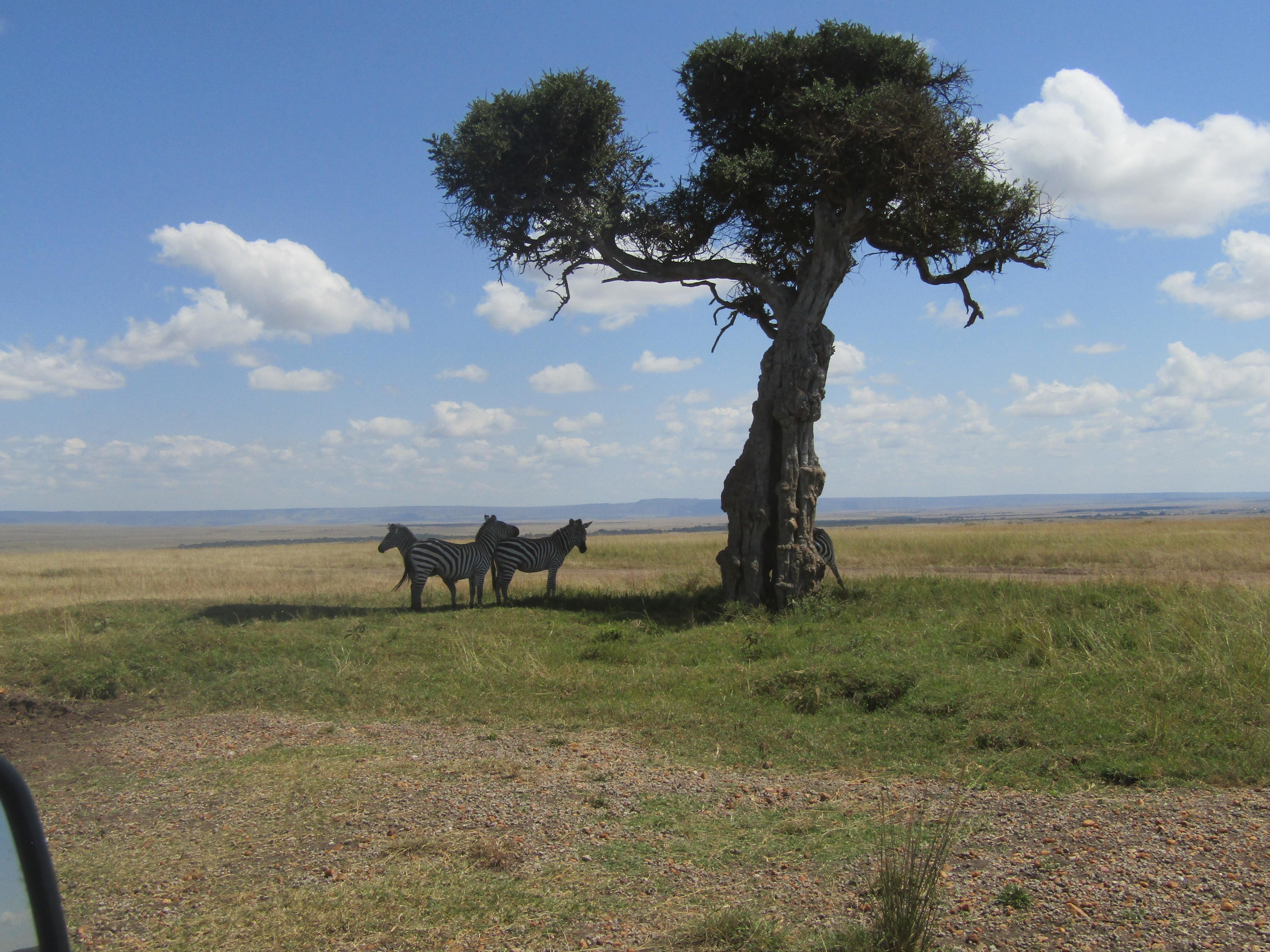3-Day Masai Mara Safari Adventure from Nairobi