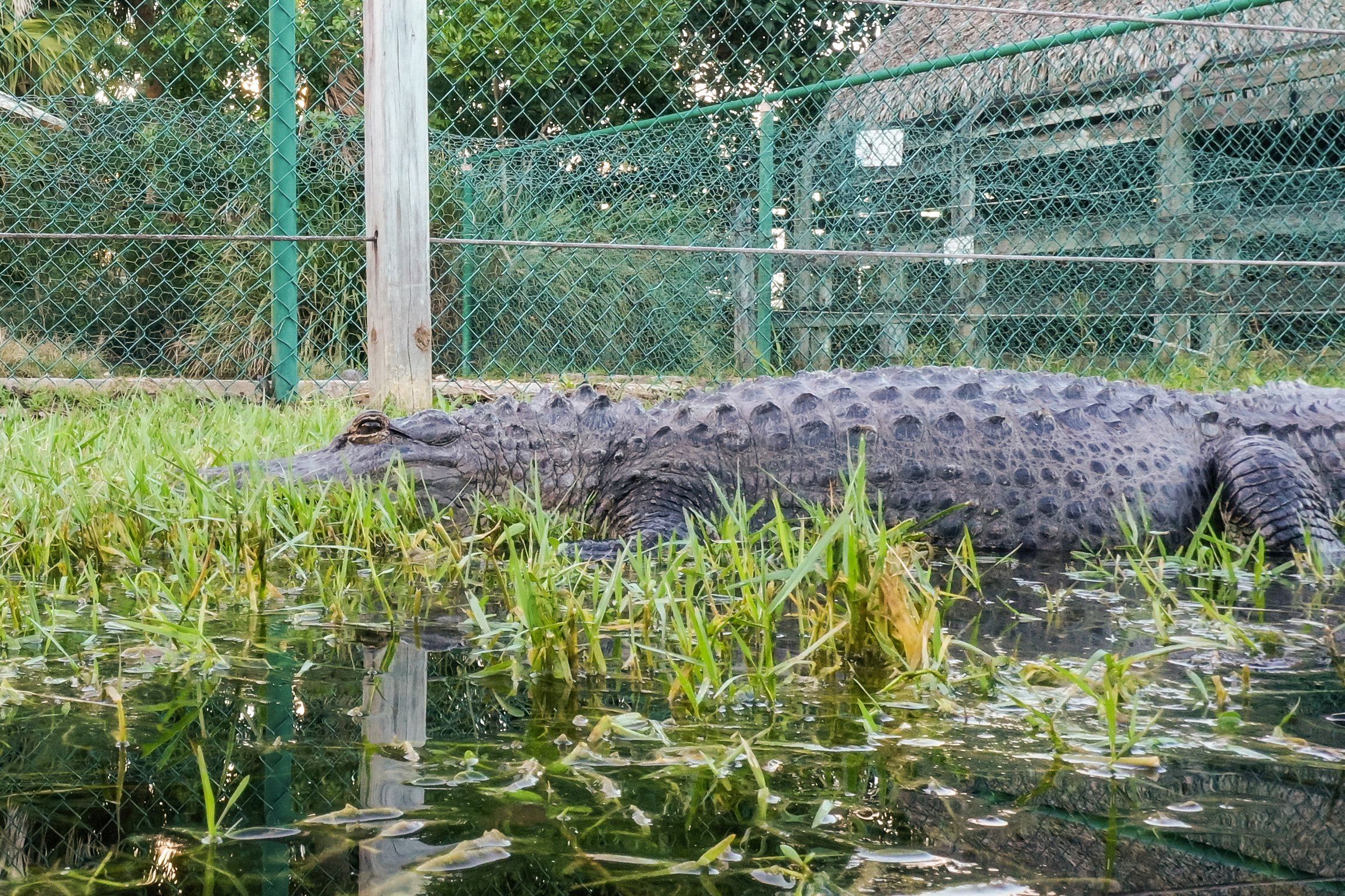 Everglades Airboat Adventure & Alligator Exhibition