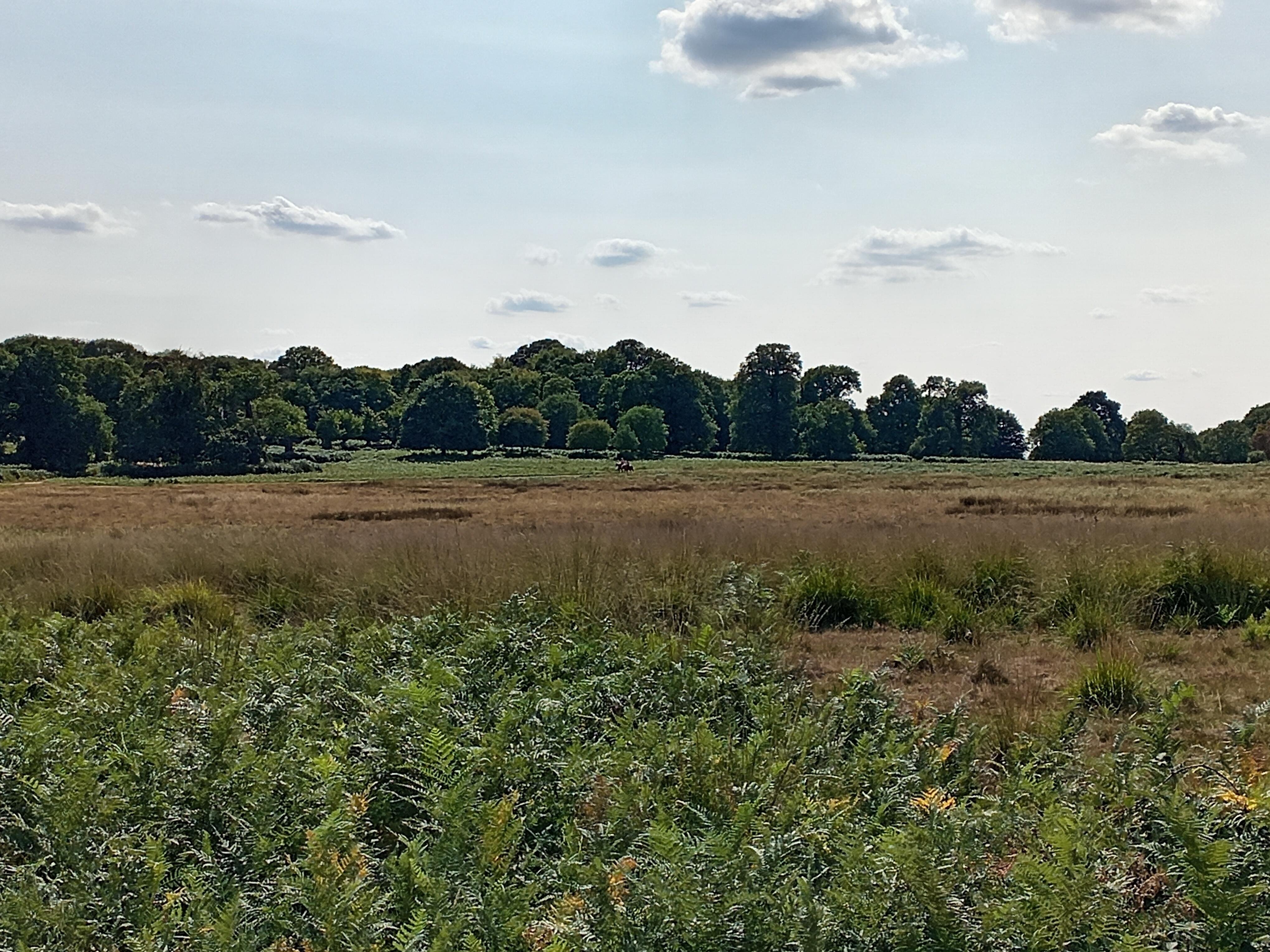 Battersea to Richmond Park E-Bike Adventure