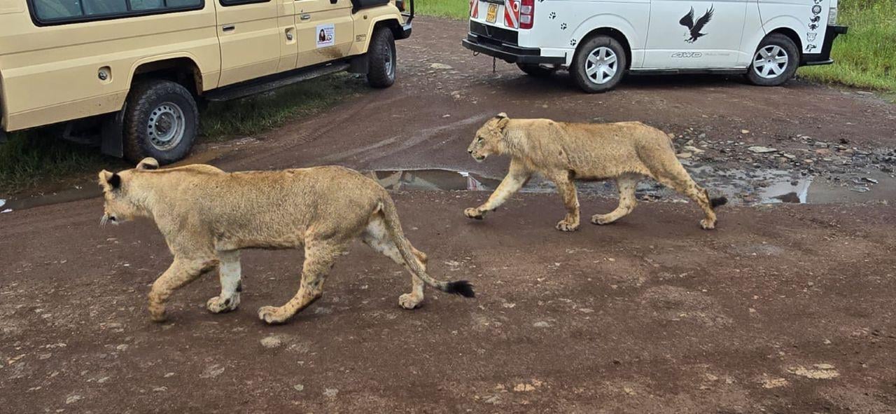 Nairobi Safari: National Park, Elephant Orphanage & Giraffe Center