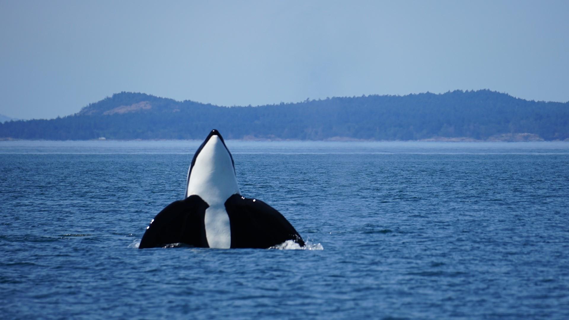 Orcas Island: Orca Whales guaranteed boat tour