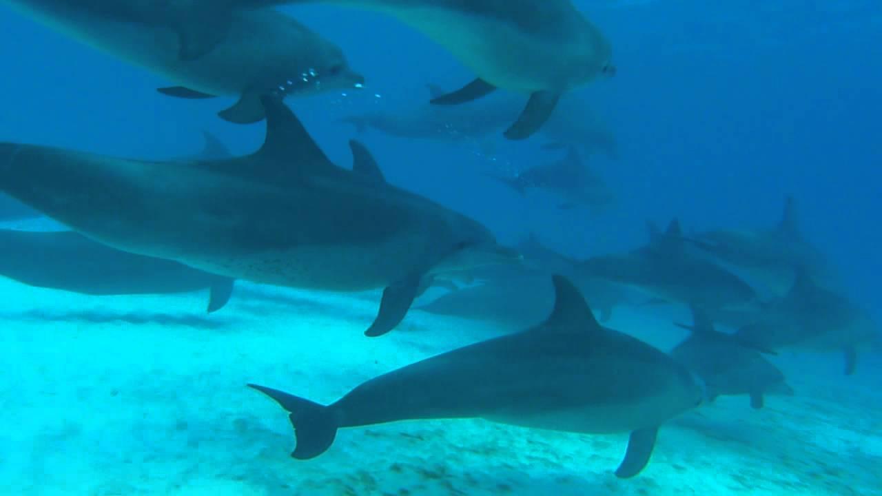 Zanzibar Dolphin Swim & Tumbatu Island Snorkel Adventure