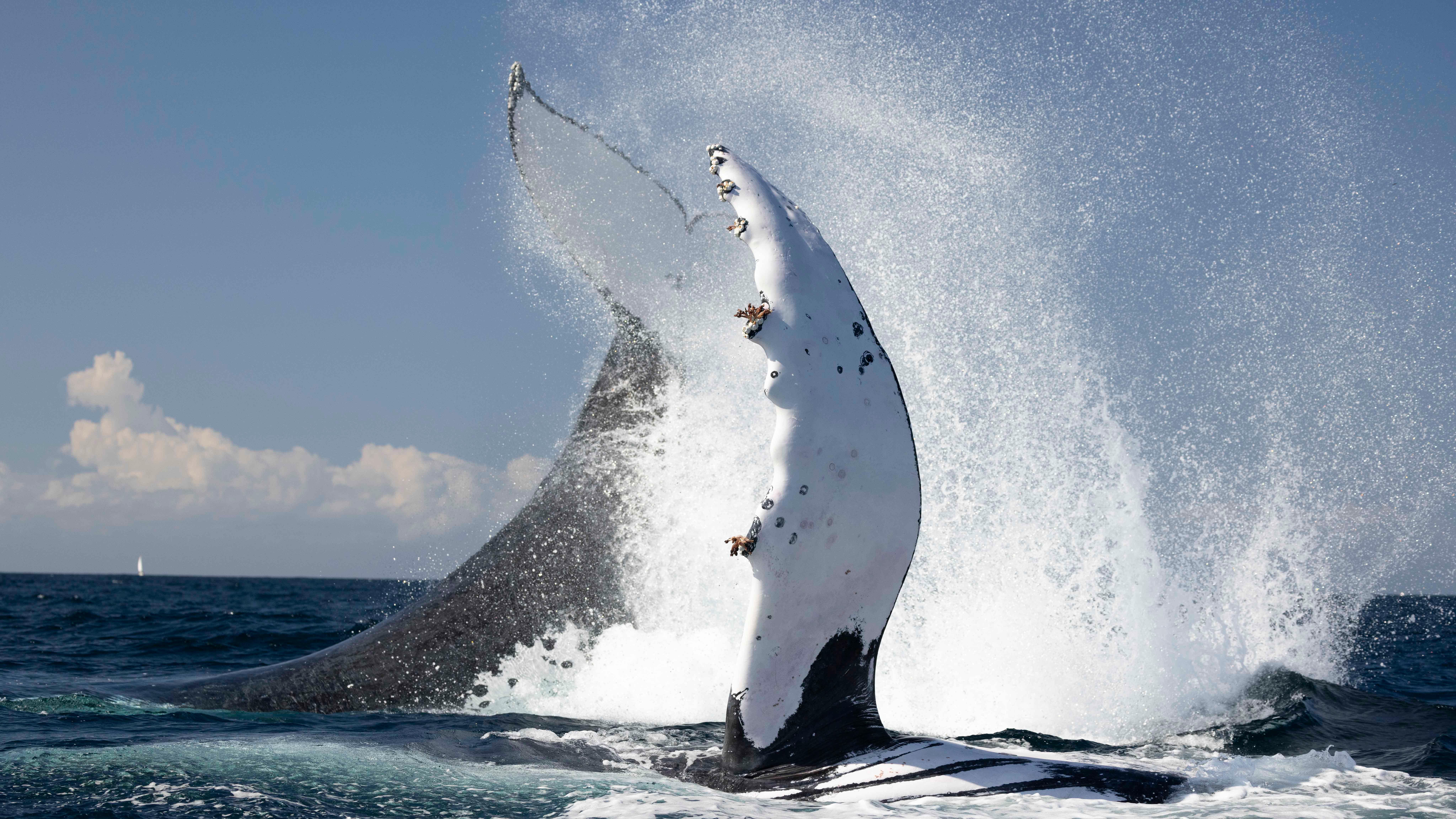 Gold Coast/Coolangatta: Whale Watching with Marine Biologist