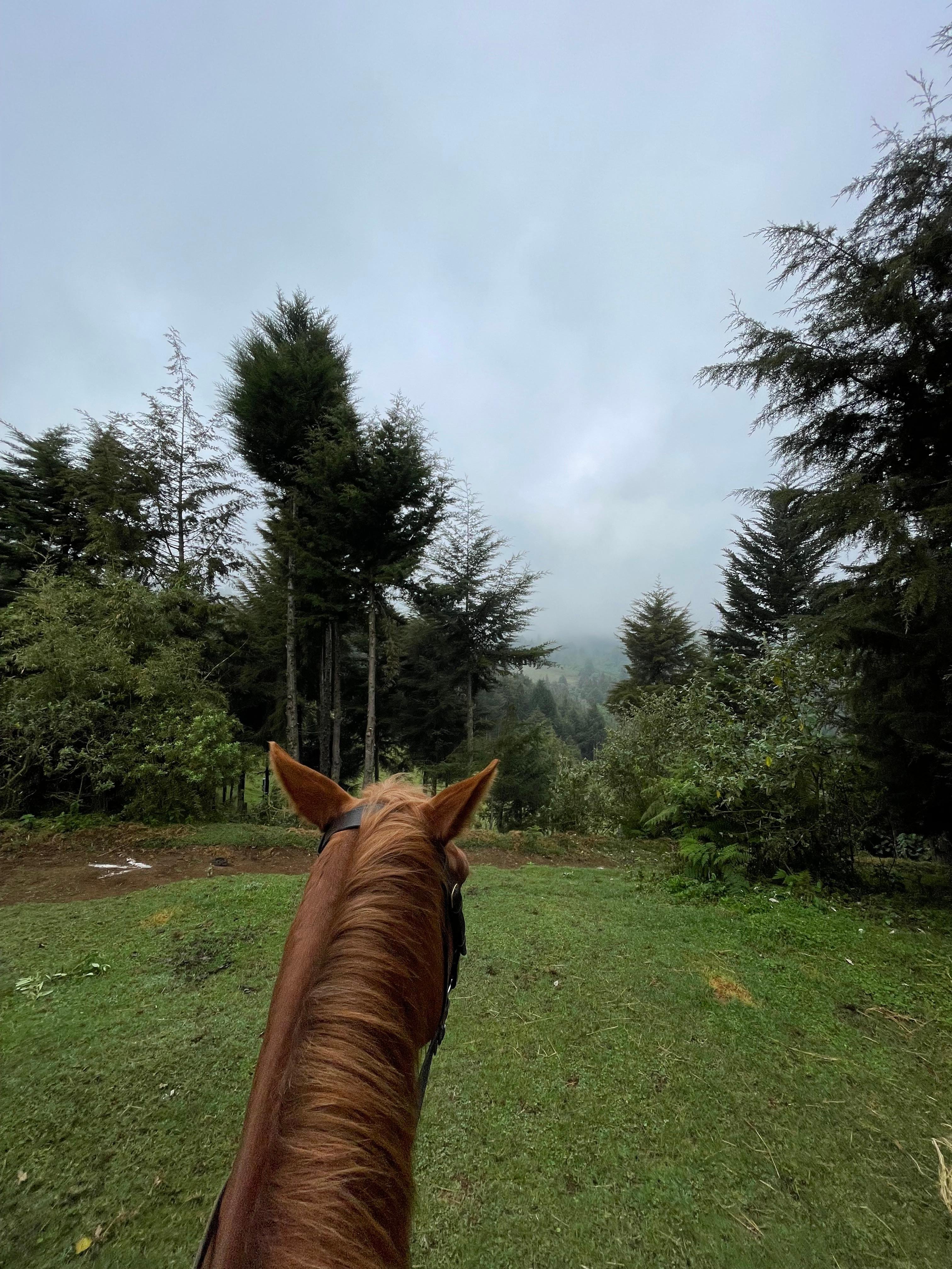 Karura Forest Horseback Adventure