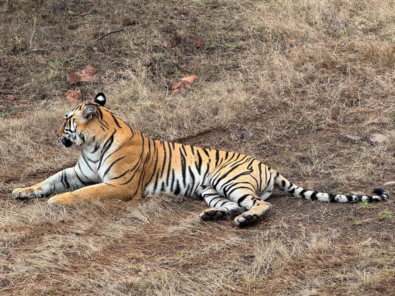2-Day Ranthambore Tiger Safari from Delhi
