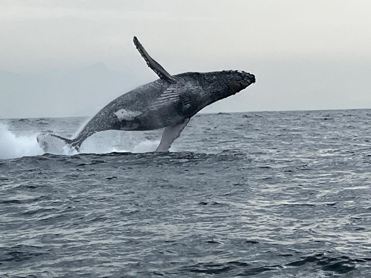 Rio de Janeiro Whale Watching Speedboat Adventure