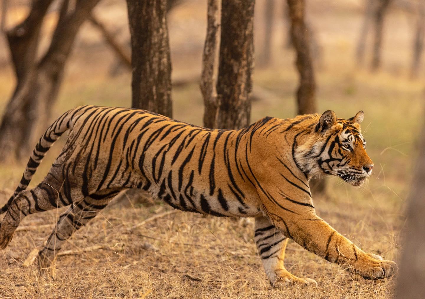 Ranthambore National Park: Wildlife Safari Adventure