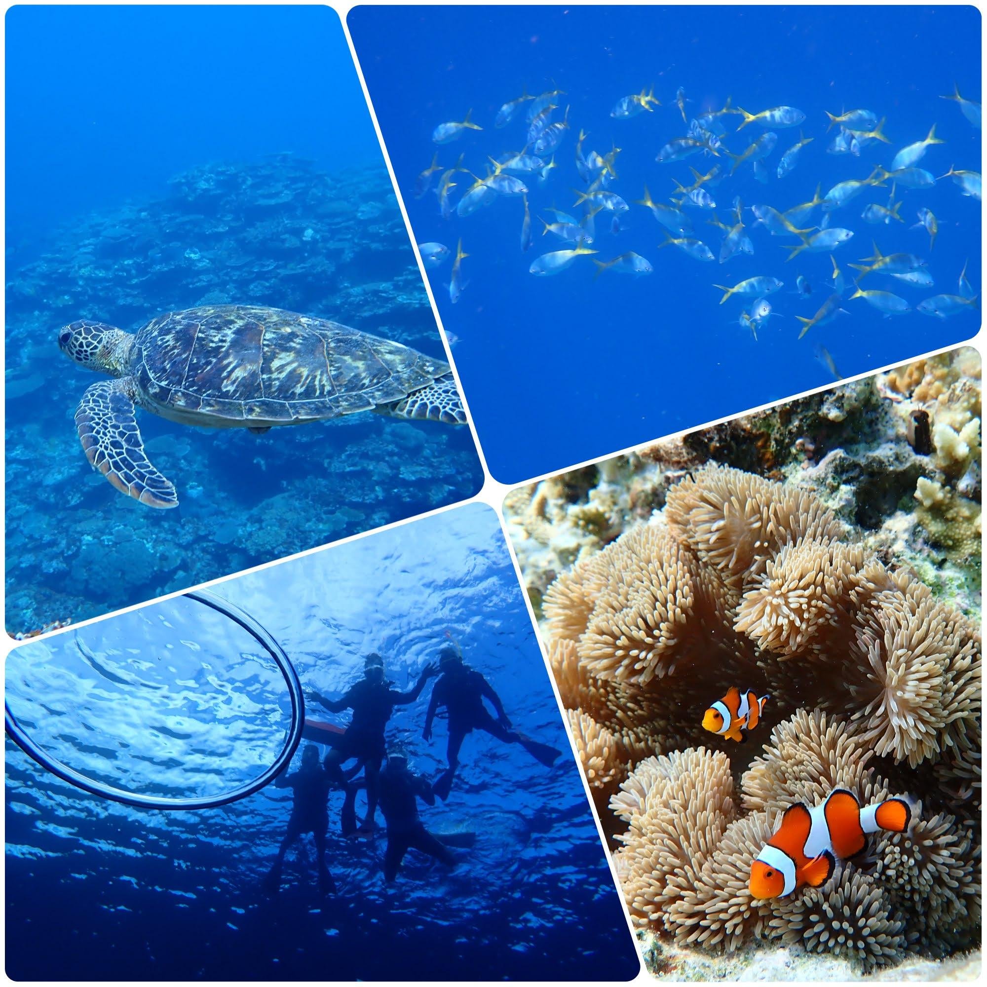 Ishigaki Island Sea Turtle Snorkeling Adventure
