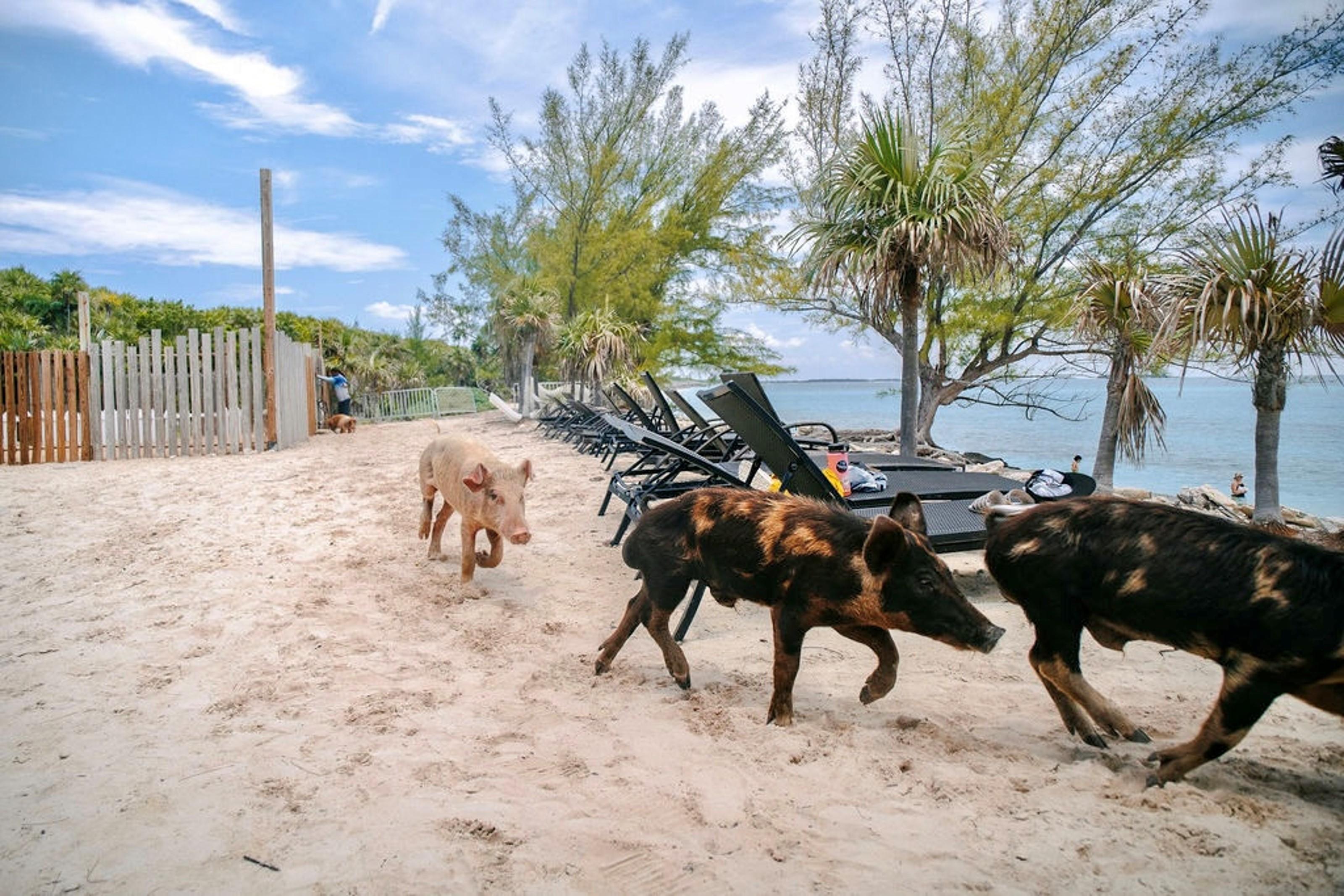 Rose Island Swimming Pigs Express from Nassau