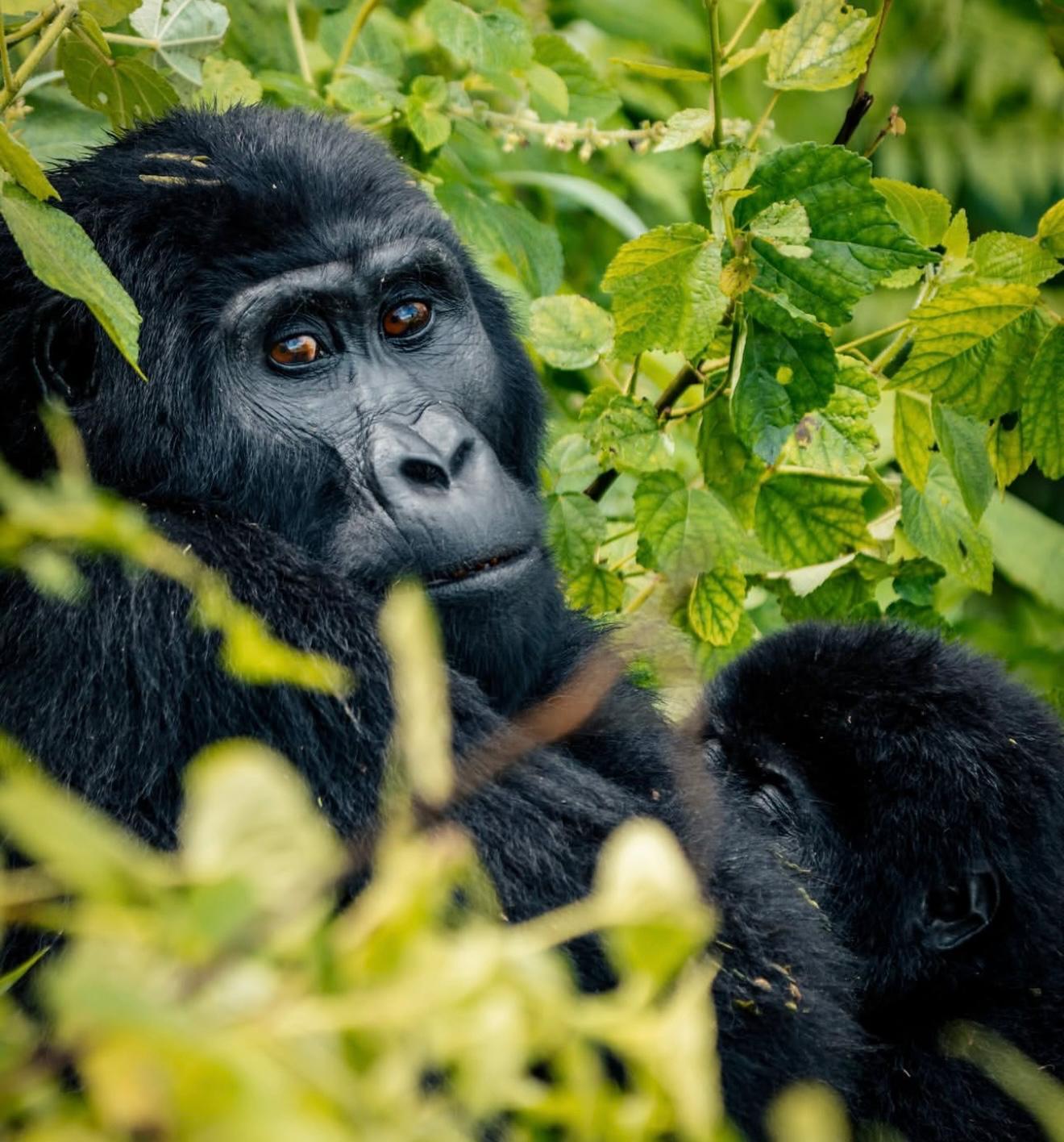4-Day Rwanda & Uganda Safari with Gorilla Trekking