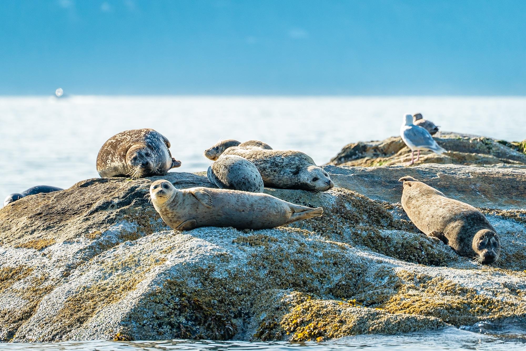 Vancouver Coastal Wildlife & City Boat Adventure