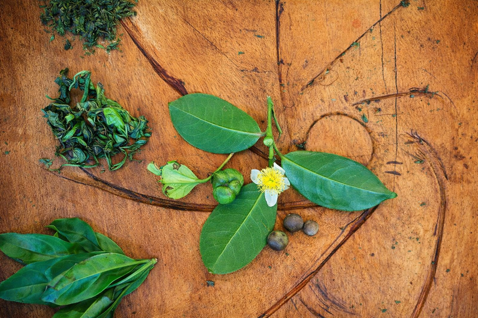 Ella: Hands-On Tea Making and Tasting Experience