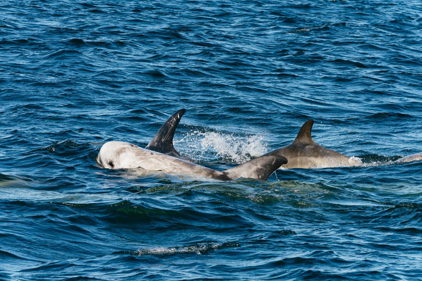 Monterey Bay whale watching tour — whales and marine wildlife — image 2