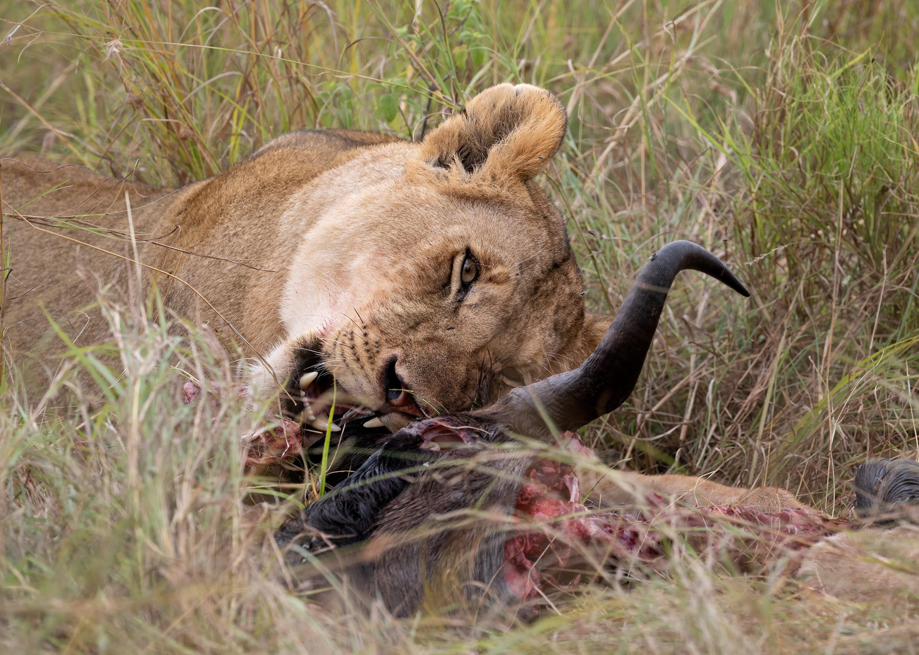 Maasai Mara Express: 1-Day Safari from Nairobi