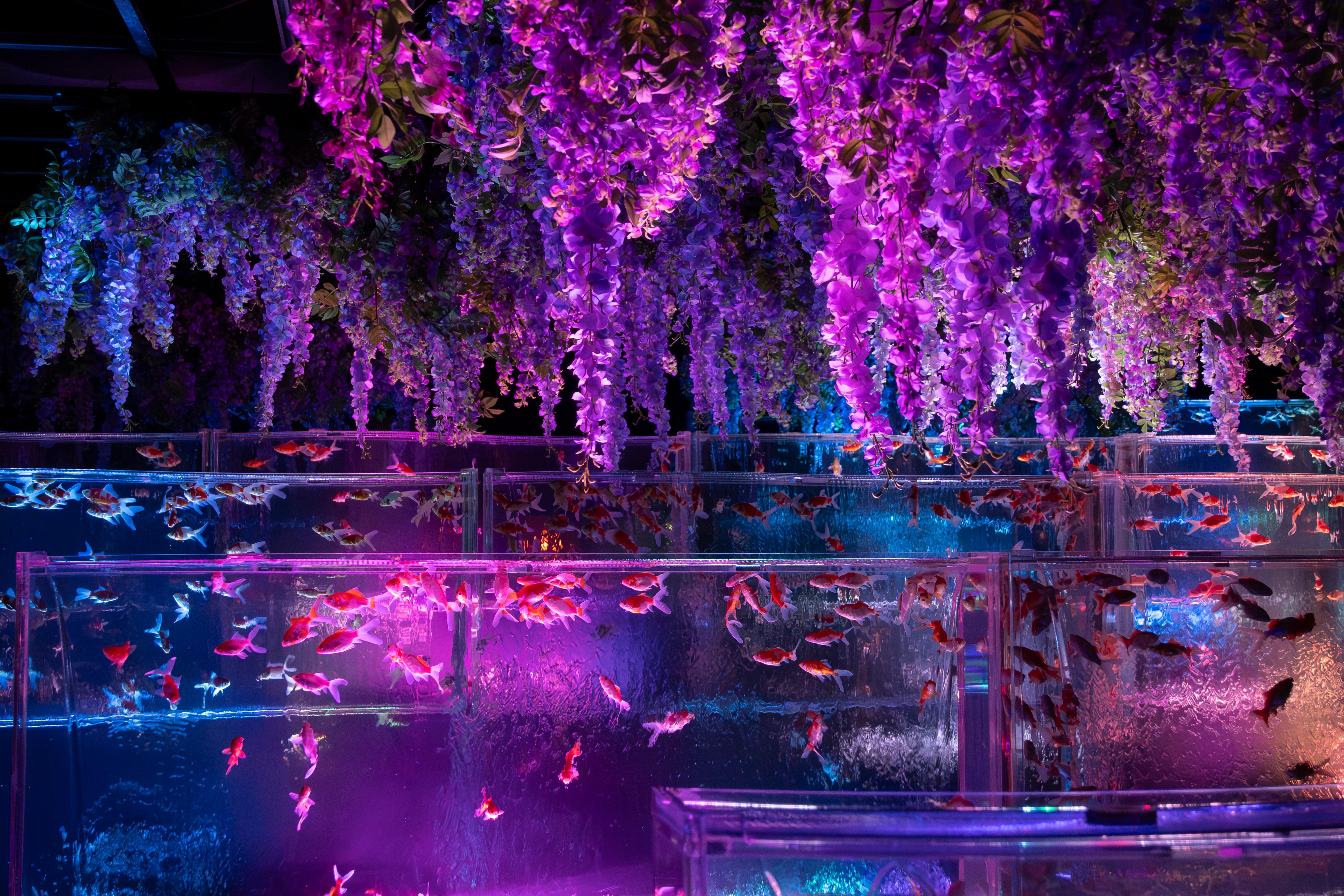 Tokyo Art Aquarium Museum GINZA Admission Ticket