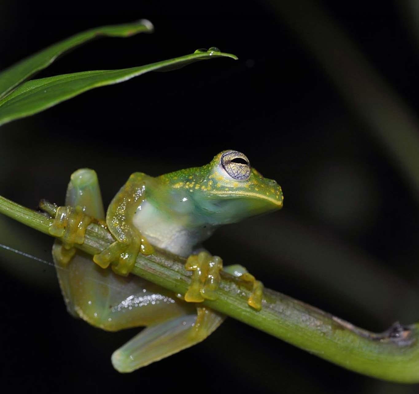 Manuel Antonio Night Wildlife Walk with Expert Naturalist