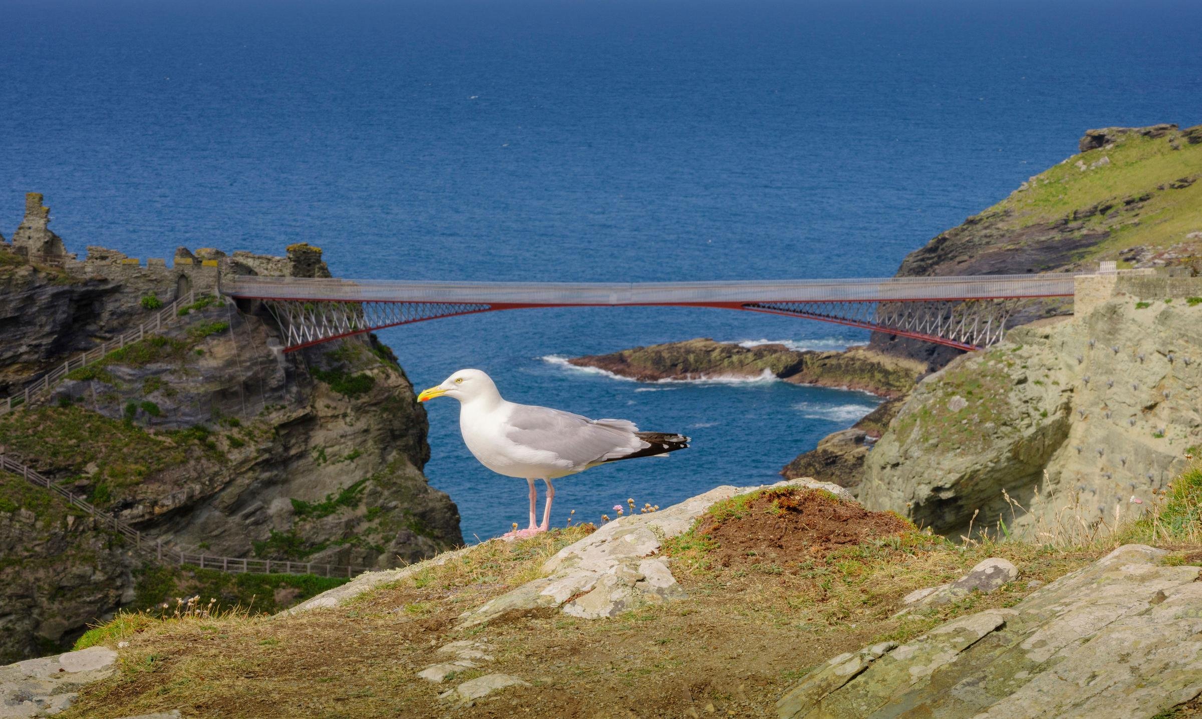 Tintagel Castle Admission Ticket