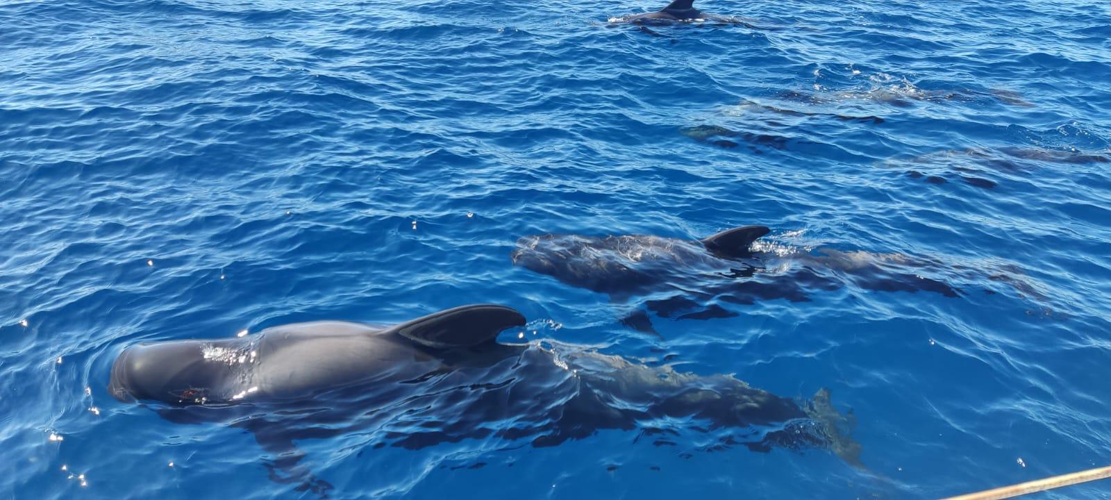Tenerife Ocean Adventure: Jet Skiing & Whale Watching