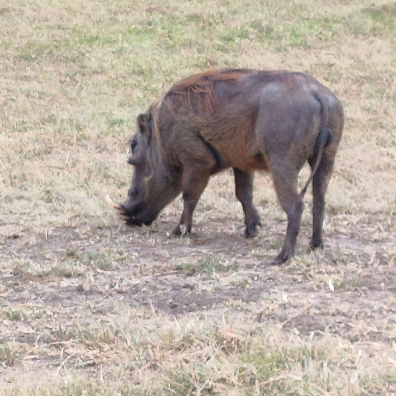 3-Day Maasai Mara Shared Jeep Safari from Nairobi