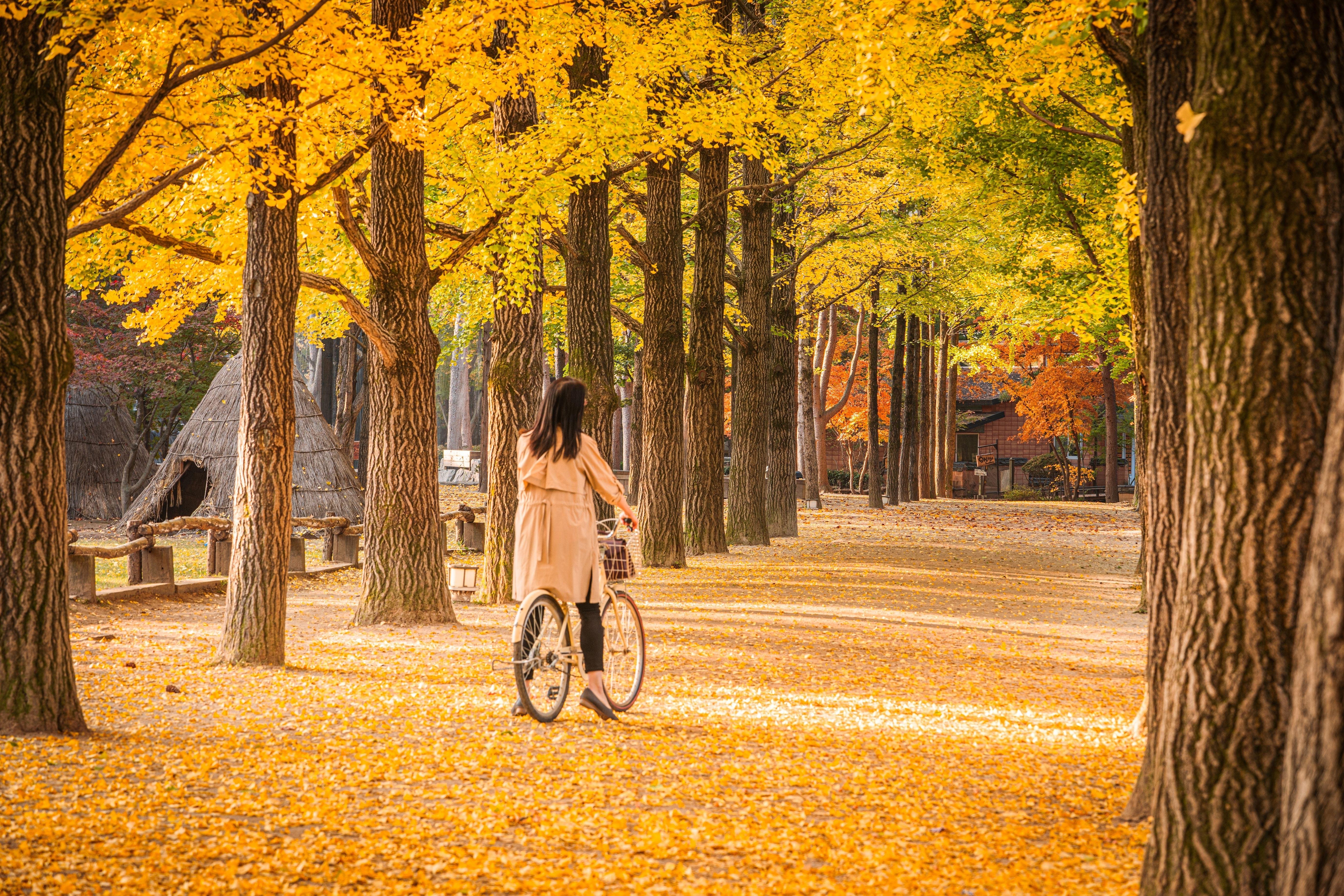 Seoul: Nami Island & Petite France Tour with Railbike Option