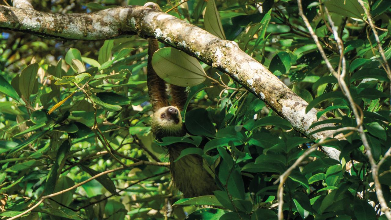Panama Canal Wildlife Safari: Monkeys, Sloths & Rainforest
