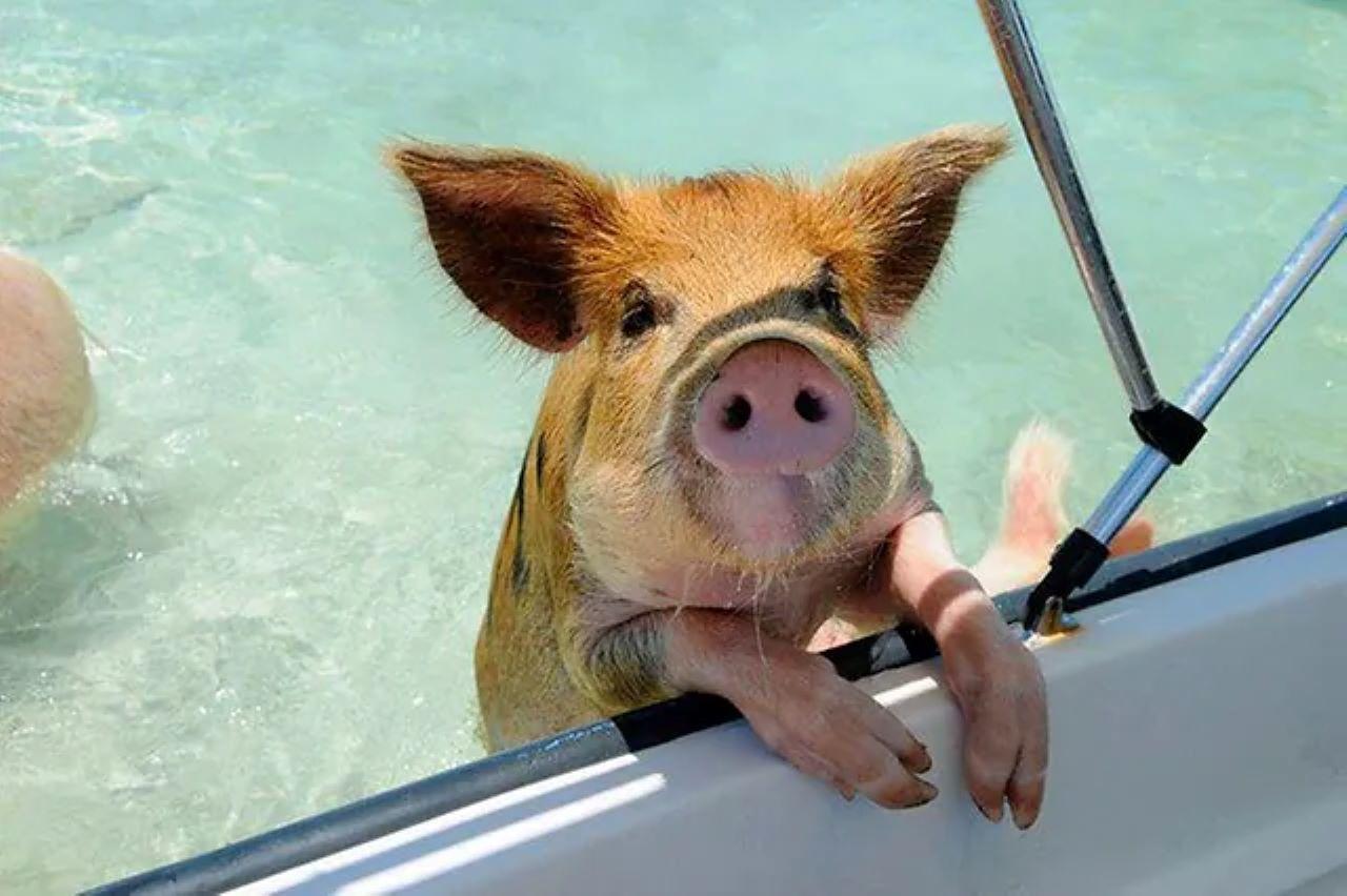Nassau 3-Island Speedboat Adventure: Pigs, Turtles & Snorkeling
