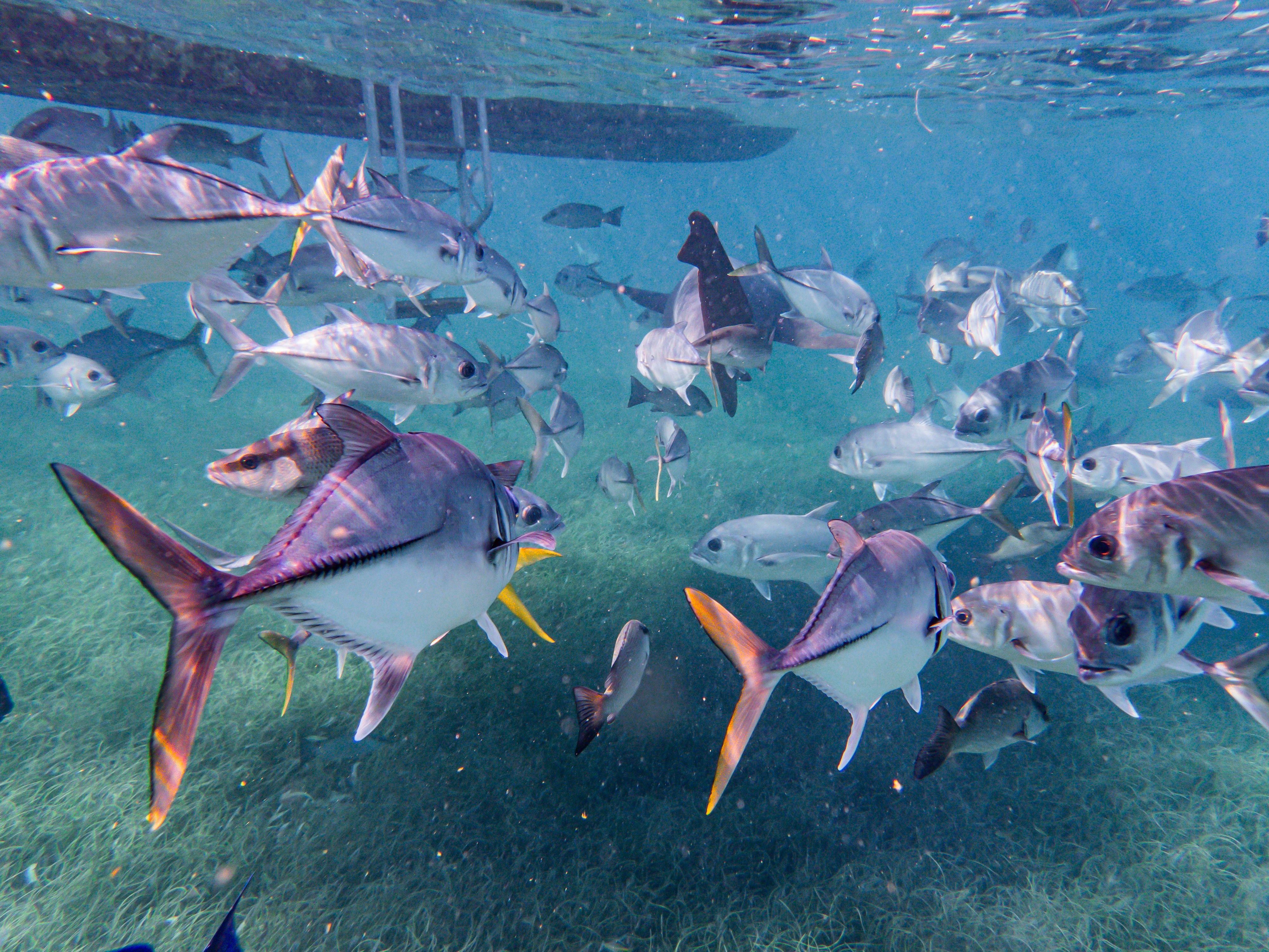 Cartagena Caribbean Explorer: 4 or 5 Island Boat Tour