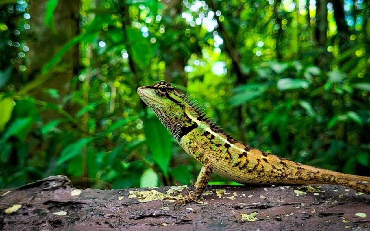 Krabi Jungle Day Tour: Hot Springs, Emerald Pool & Tiger Cave Temple