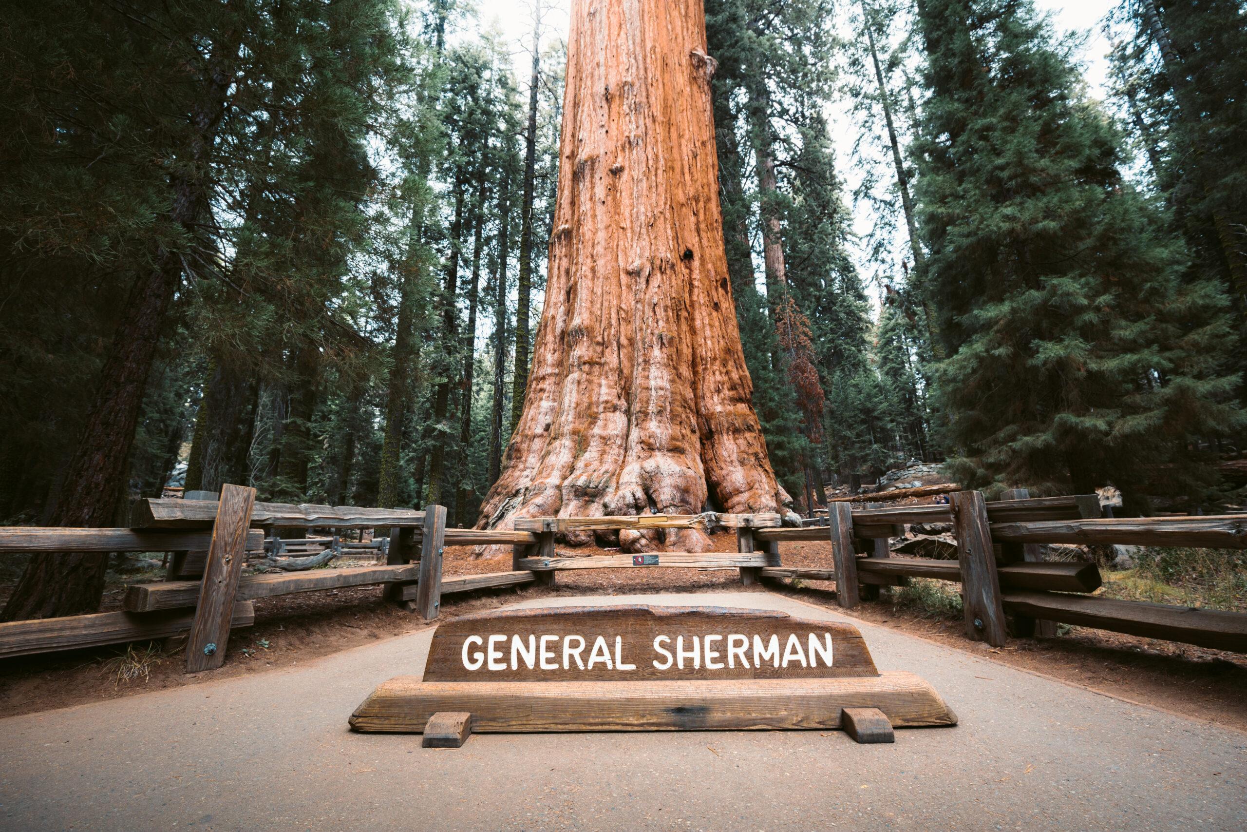Sequoia National Park & Crystal Cave Day Trip from San Francisco
